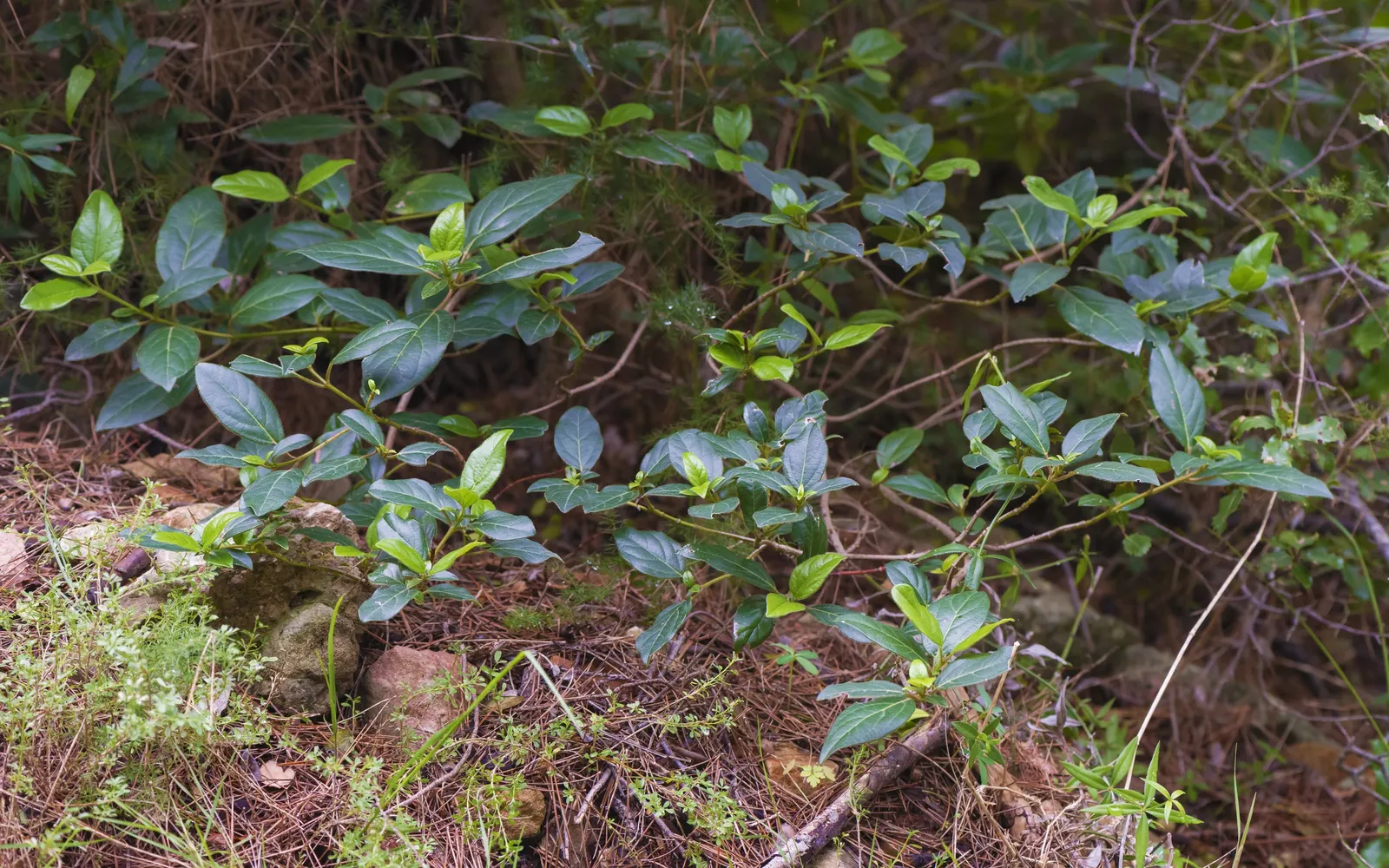 Laurestinus Viburnum (Viburnum Tinus) — It thrives in full sun to partial shade and is hardy to USDA zones 7 to 10