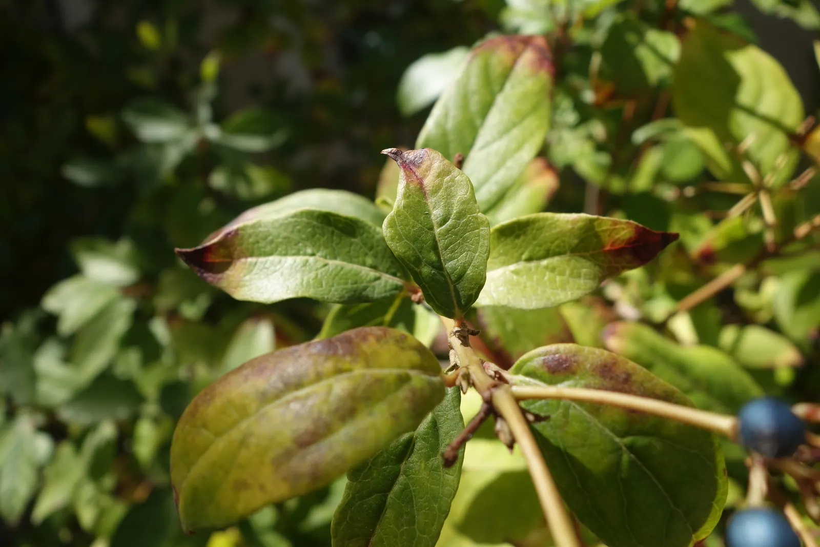 Laurestinus Viburnum (Viburnum Tinus) — is a versatile and evergreen shrub that would lend an enduring charm to any garden; followed by blue-black, image 63