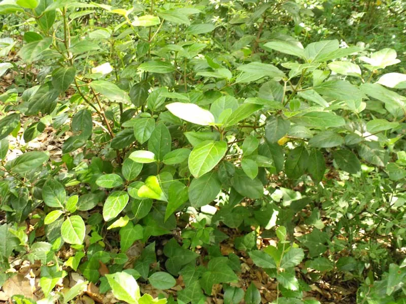 Laurestinus Viburnum (Viburnum Tinus) — From late winter into early spring