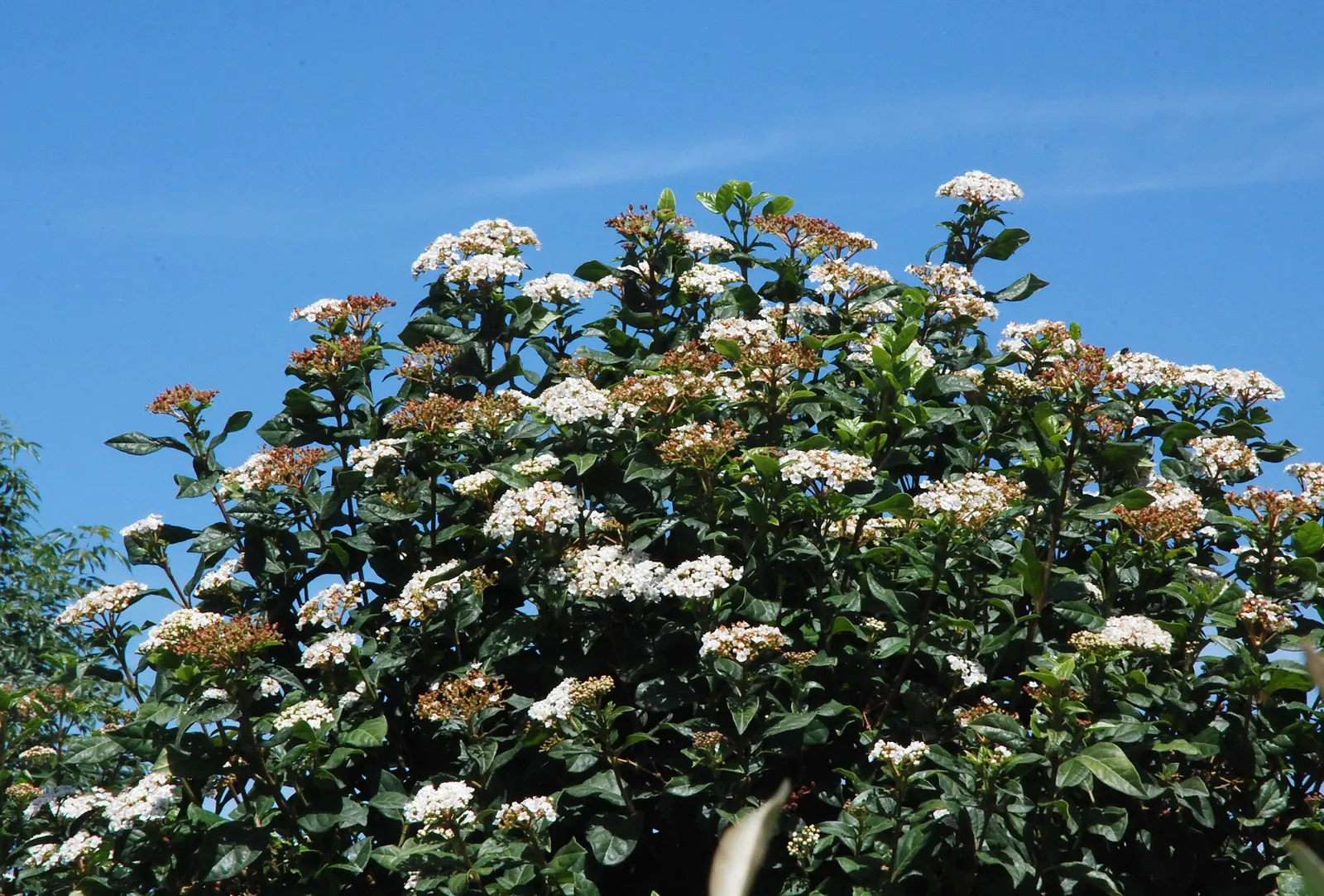 Laurestinus Viburnum (Viburnum Tinus) — Due to its year-round appeal and wildlife benefits, image 50