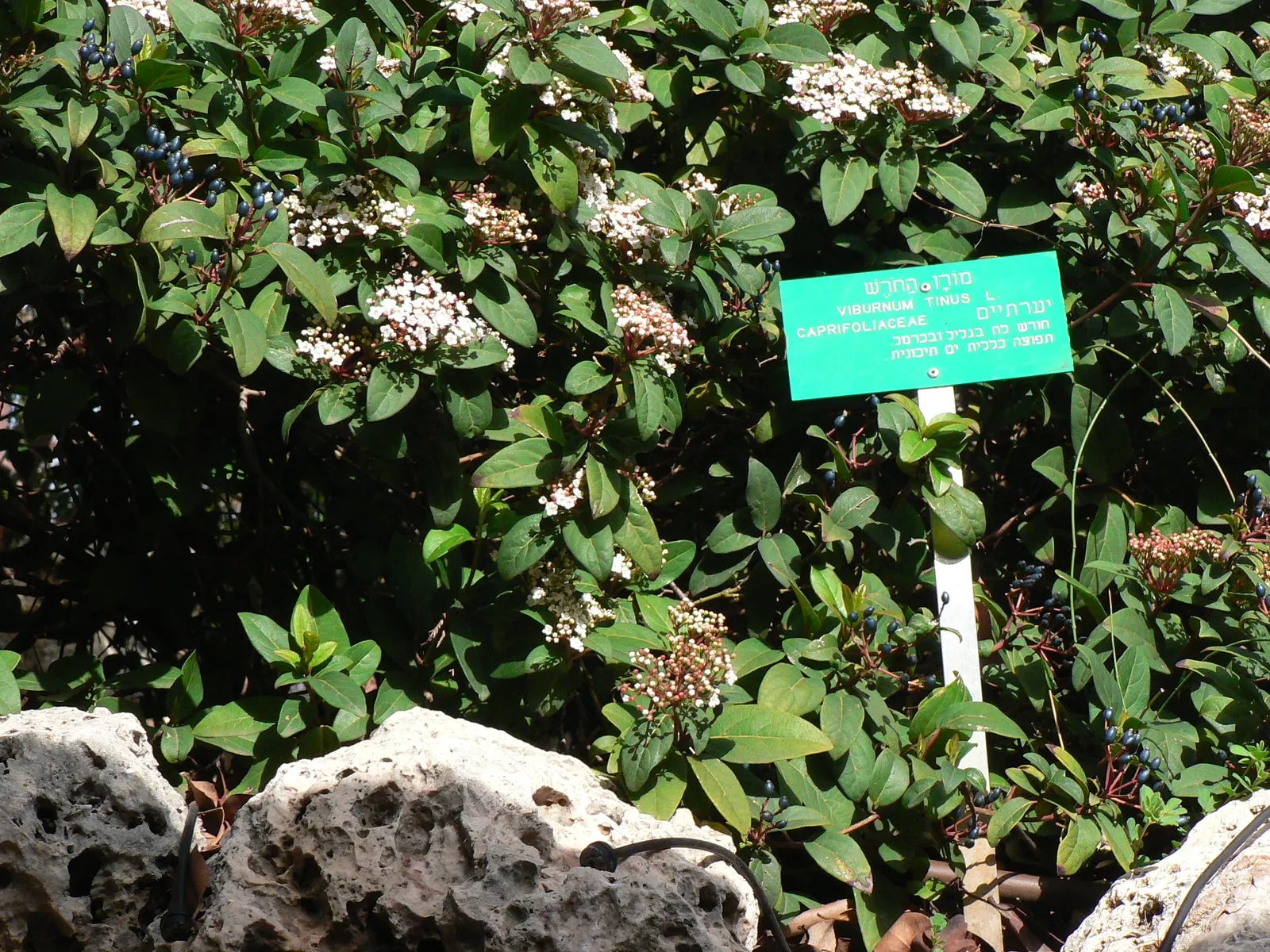 Laurestinus Viburnum (Viburnum Tinus) — scientifically known as Viburnum tinus; shrub with pink and white blooms