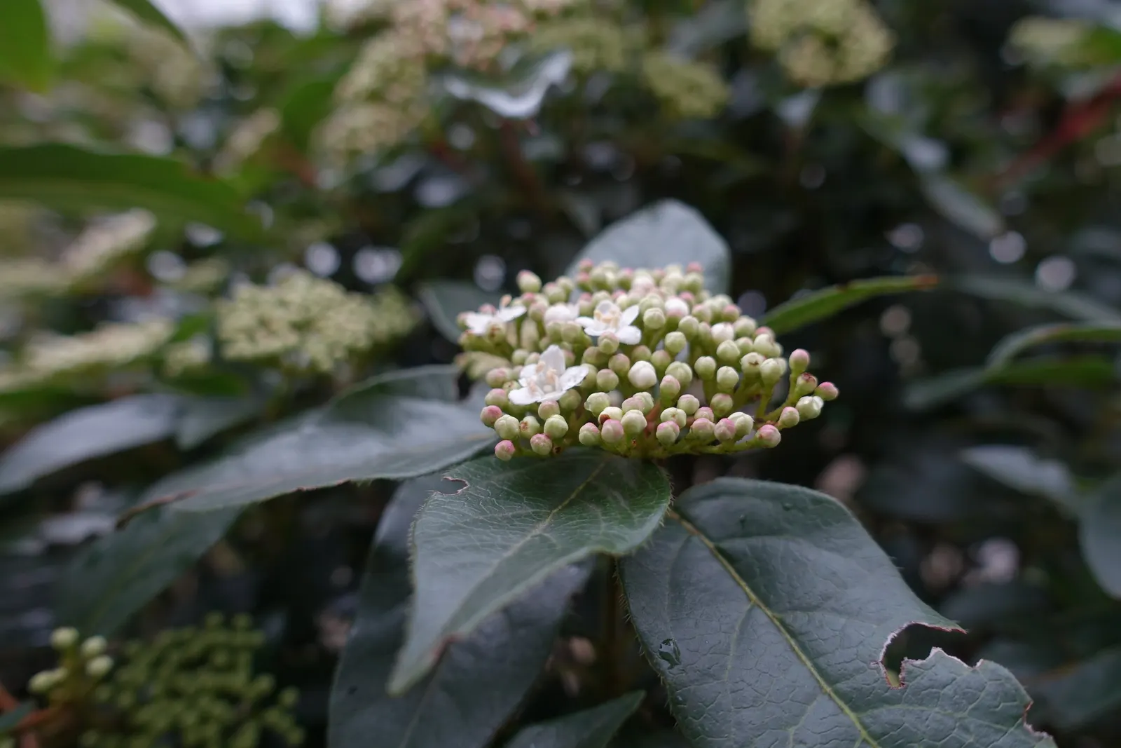 Laurestinus Viburnum (Viburnum Tinus) — Typically reaching heights between 6 to 12 feet with a similar spread