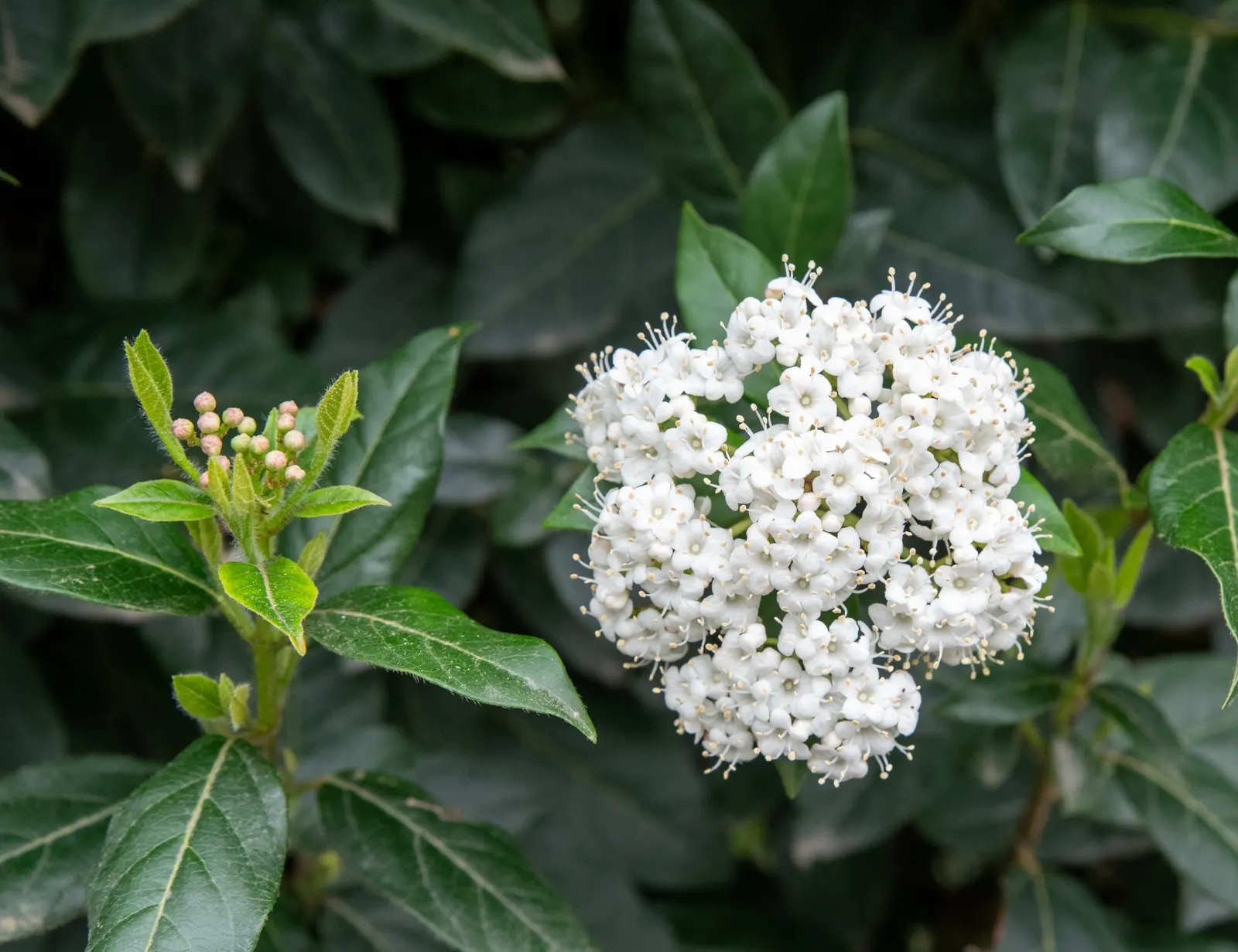 Laurestinus Viburnum (Viburnum Tinus) — pink-budded clusters bloom into delicate white flowers, image 59