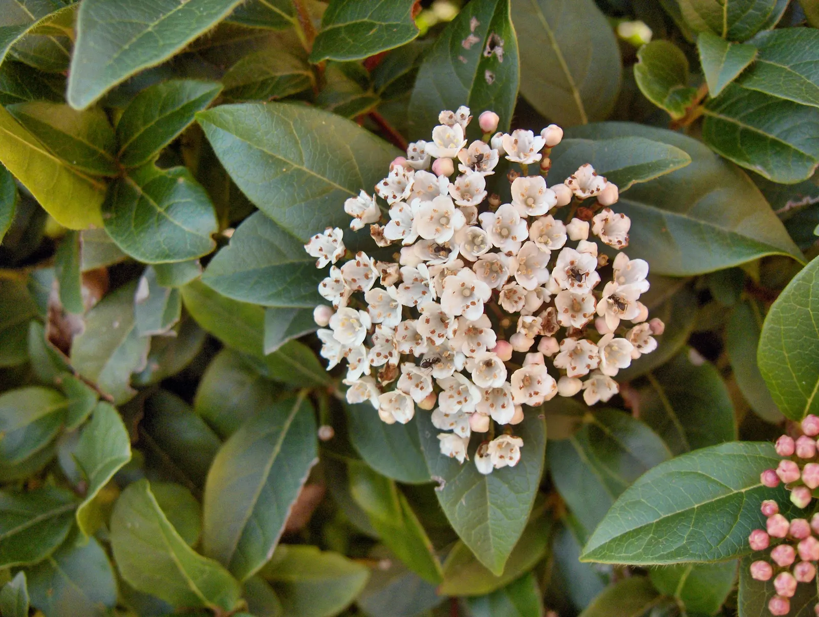 Laurestinus Viburnum (Viburnum Tinus) — They provide an excellent evergreen backdrop throughout the year; this versatile plant thrives in full sun, image 67