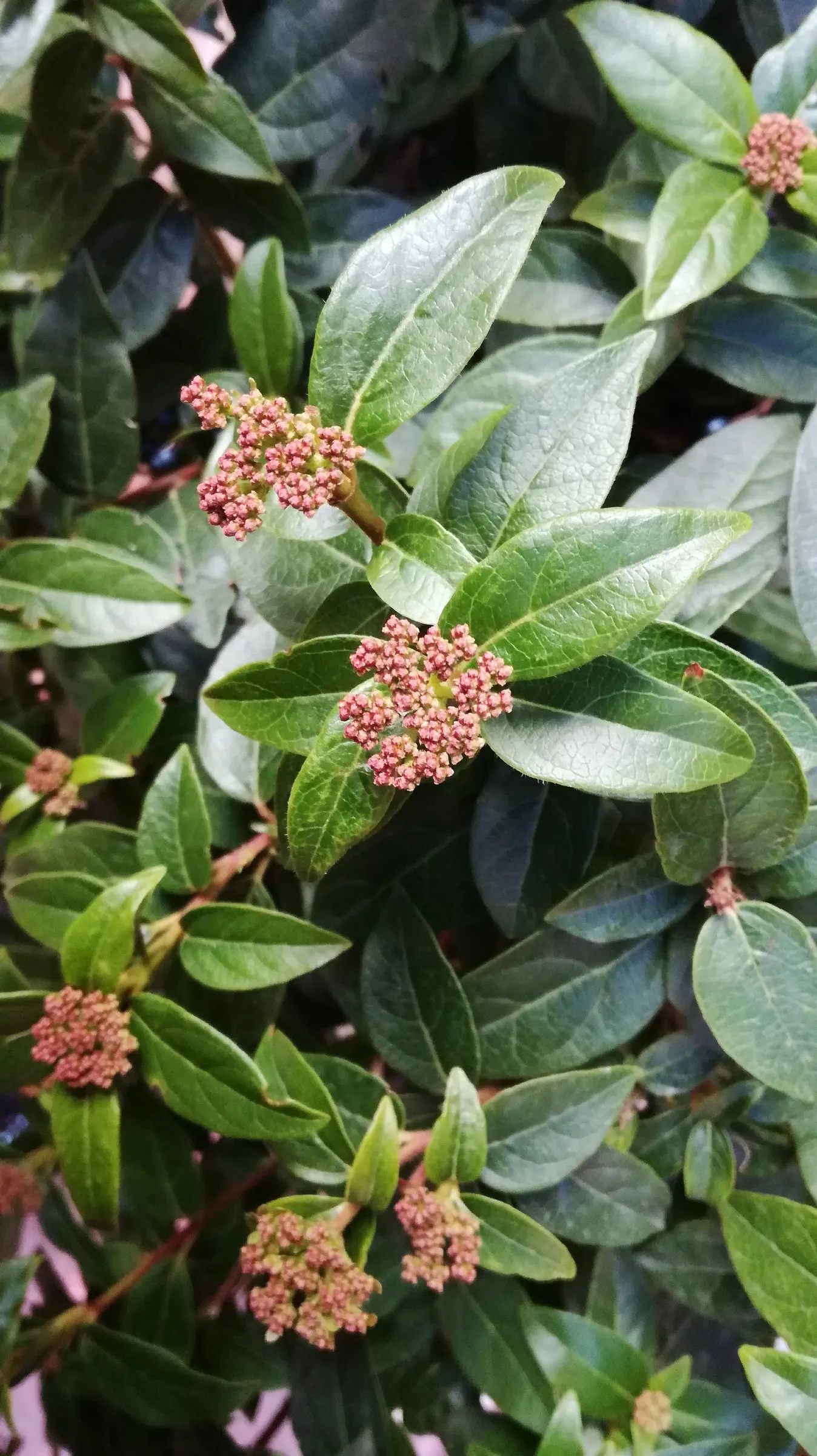 Laurestinus Viburnum (Viburnum Tinus) — glossy leaves of the Viburnum tinus are leathery in texture and measure about 1 to 3 inches long