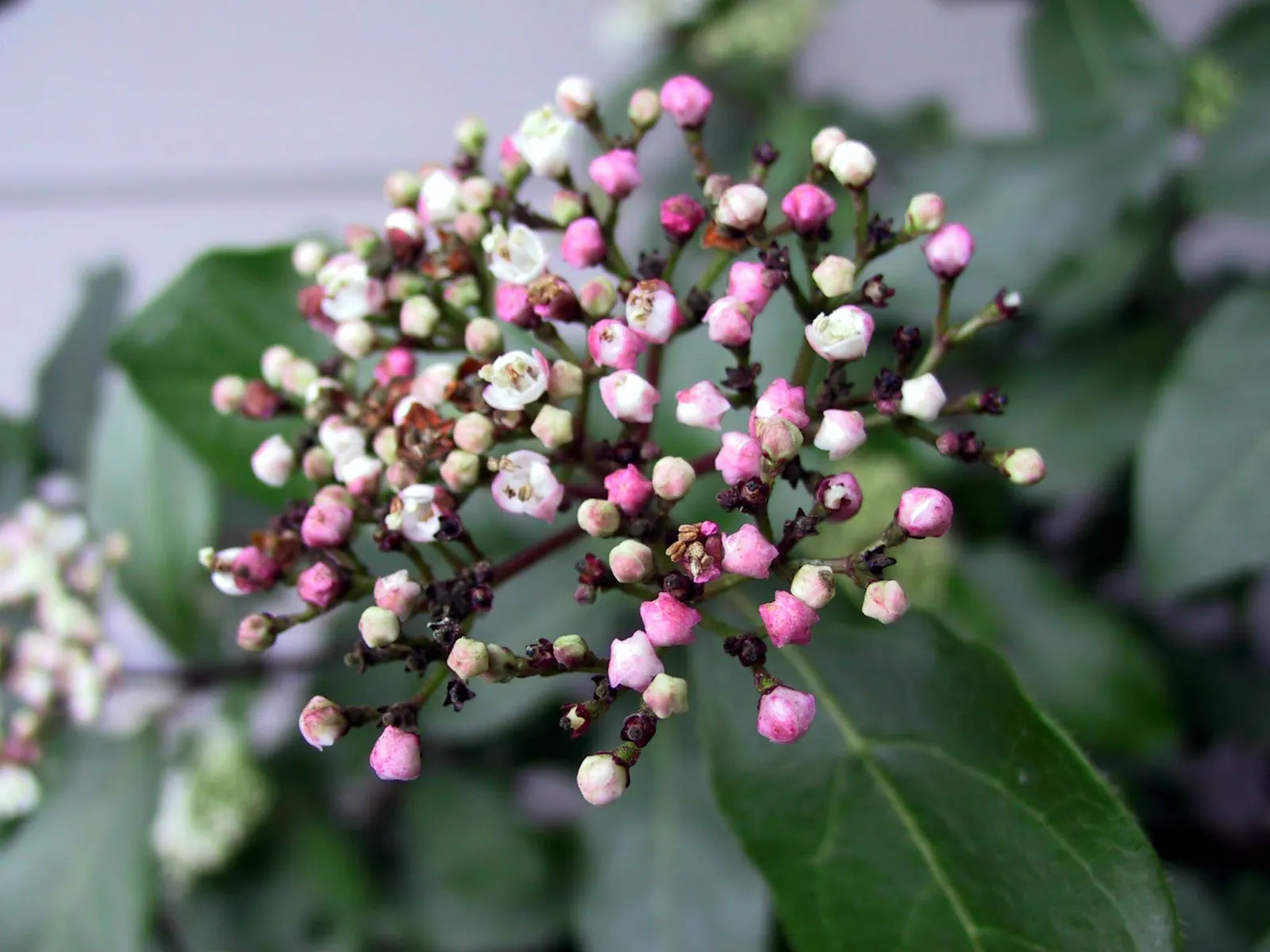 Laurestinus Viburnum (Viburnum Tinus) — Laurestinus Viburnum (Viburnum tinus) is an evergreen shrub that flourishes in zones 7 to 10; from late winter to early