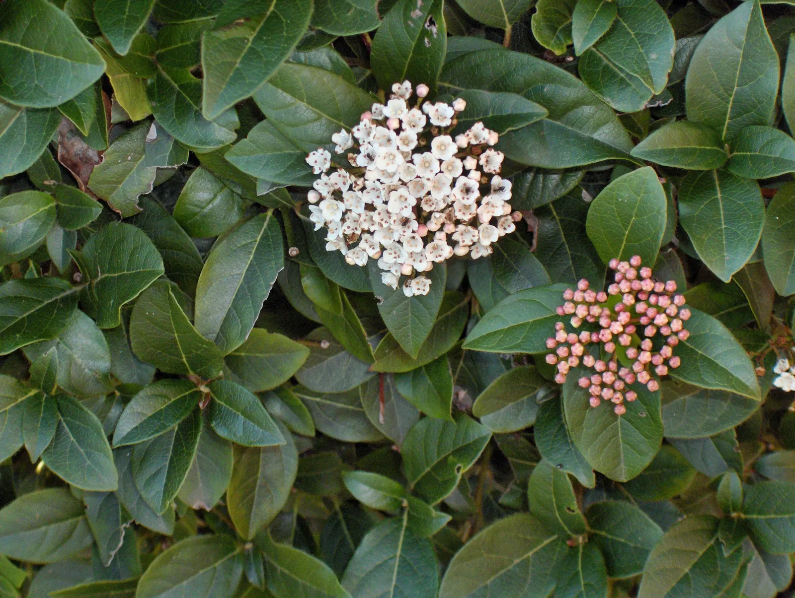 Laurestinus Viburnum (Viburnum Tinus) — This versatile plant thrives in full sun to partial shade and requires well-drained soil
