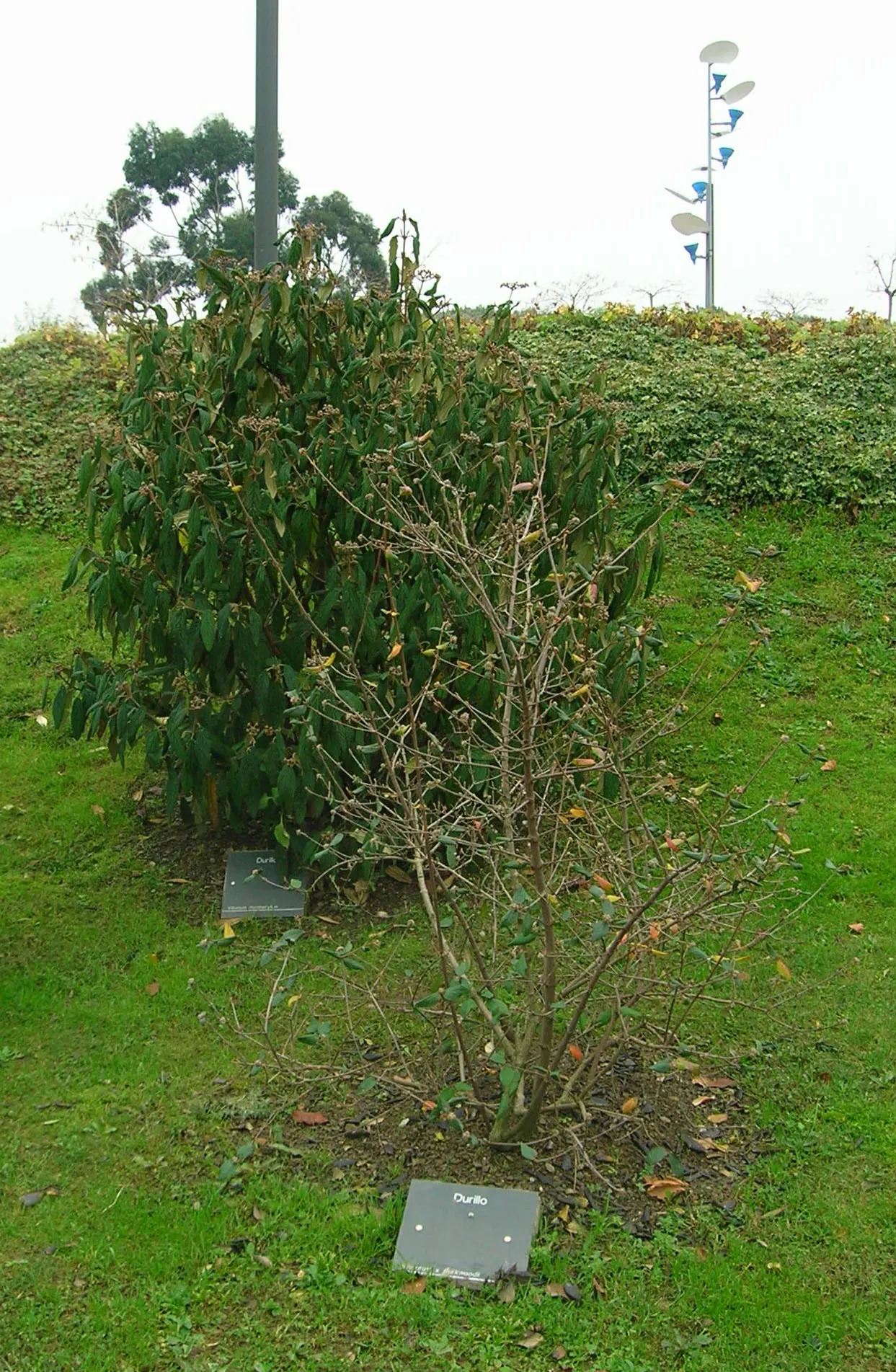 Laurestinus Viburnum (Viburnum Tinus) — From late winter to early spring