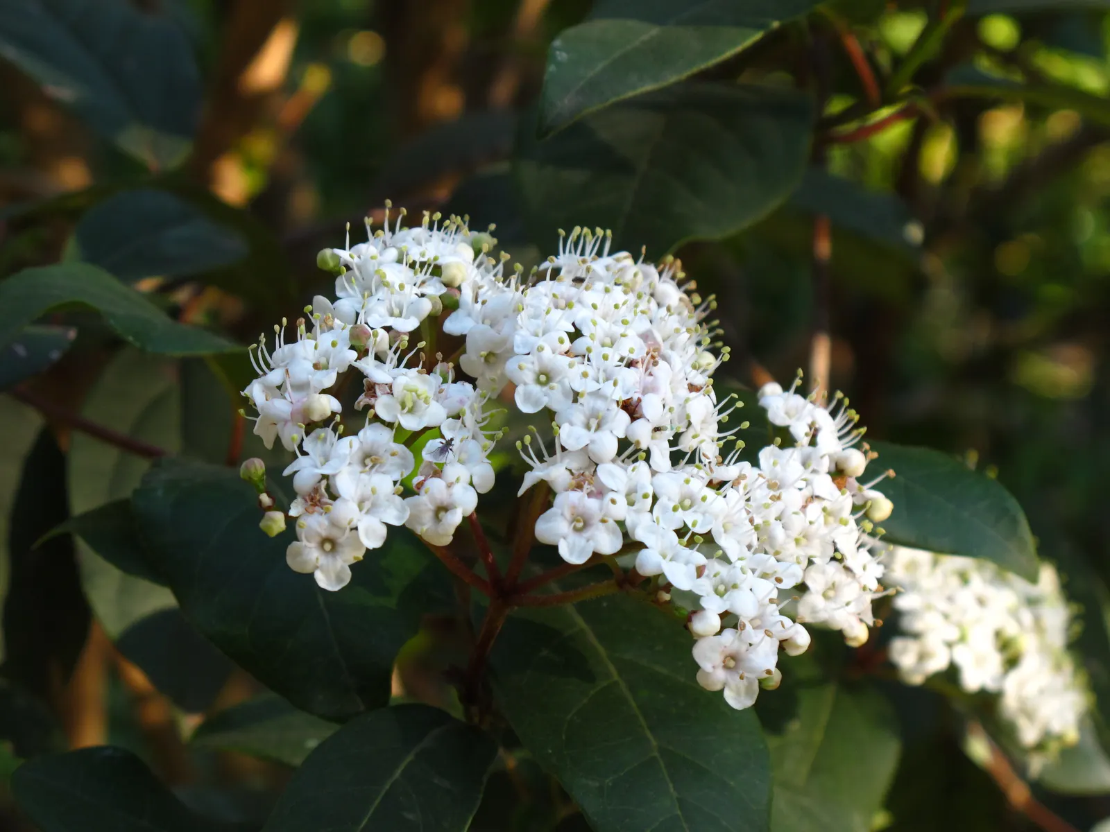 Laurestinus Viburnum (Viburnum Tinus) — This versatile plant thrives in full sun to partial shade and requires well-drained soil; this plant is, image 61