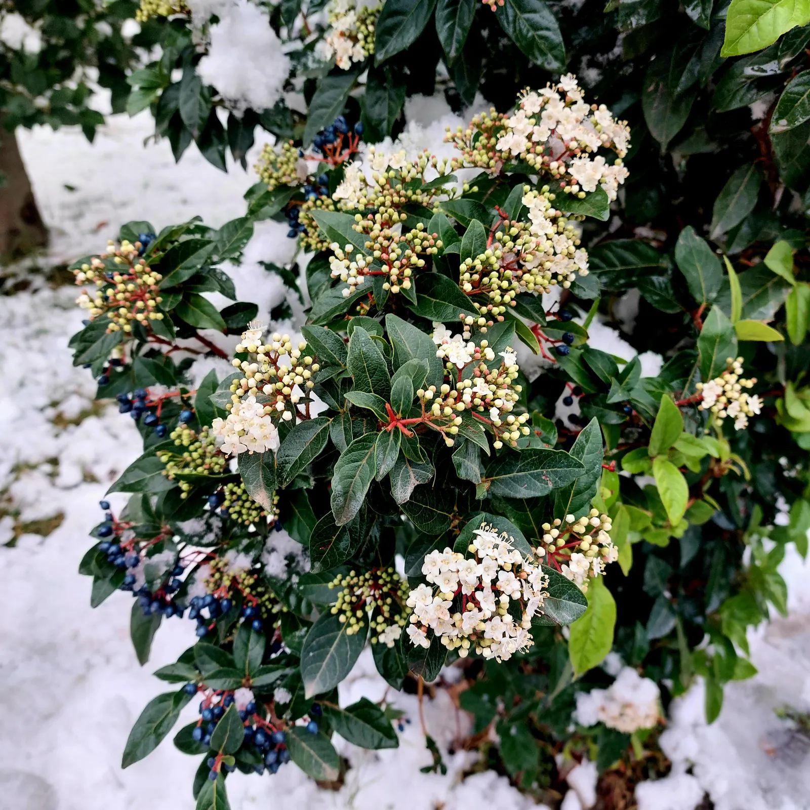 Laurestinus Viburnum (Viburnum Tinus) — each cluster spanning roughly 2 to 4 inches across