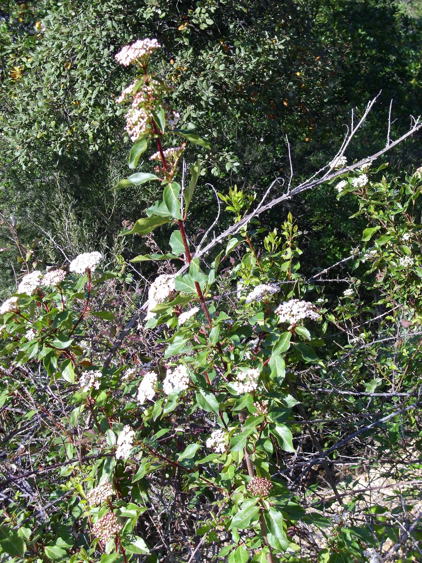 Laurestinus Viburnum (Viburnum Tinus) — glossy leaves of the Viburnum tinus are leathery in texture and measure about 1 to 3 inches long; shrub for full or