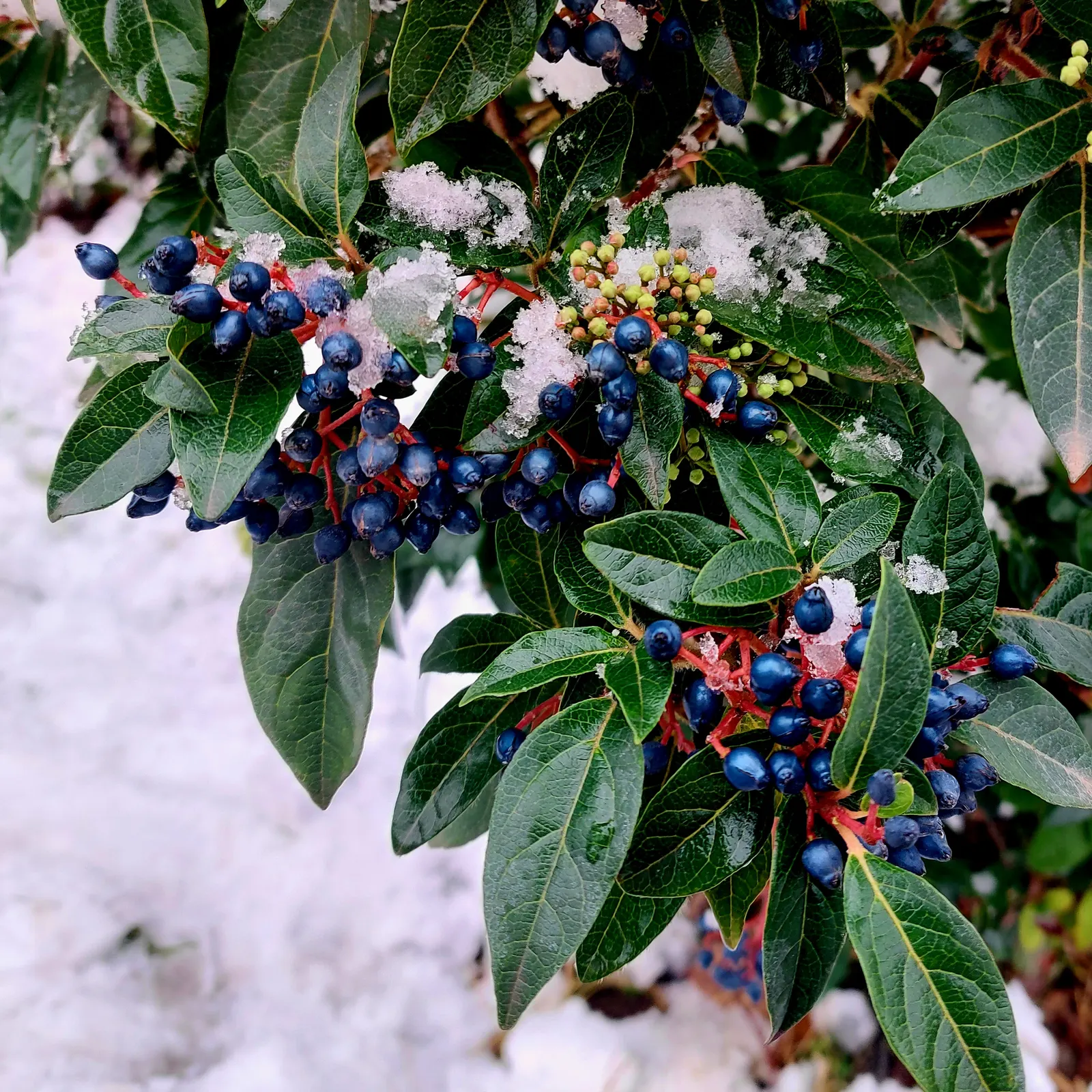 Laurestinus Viburnum (Viburnum Tinus) — along with resistance to common pests and diseases