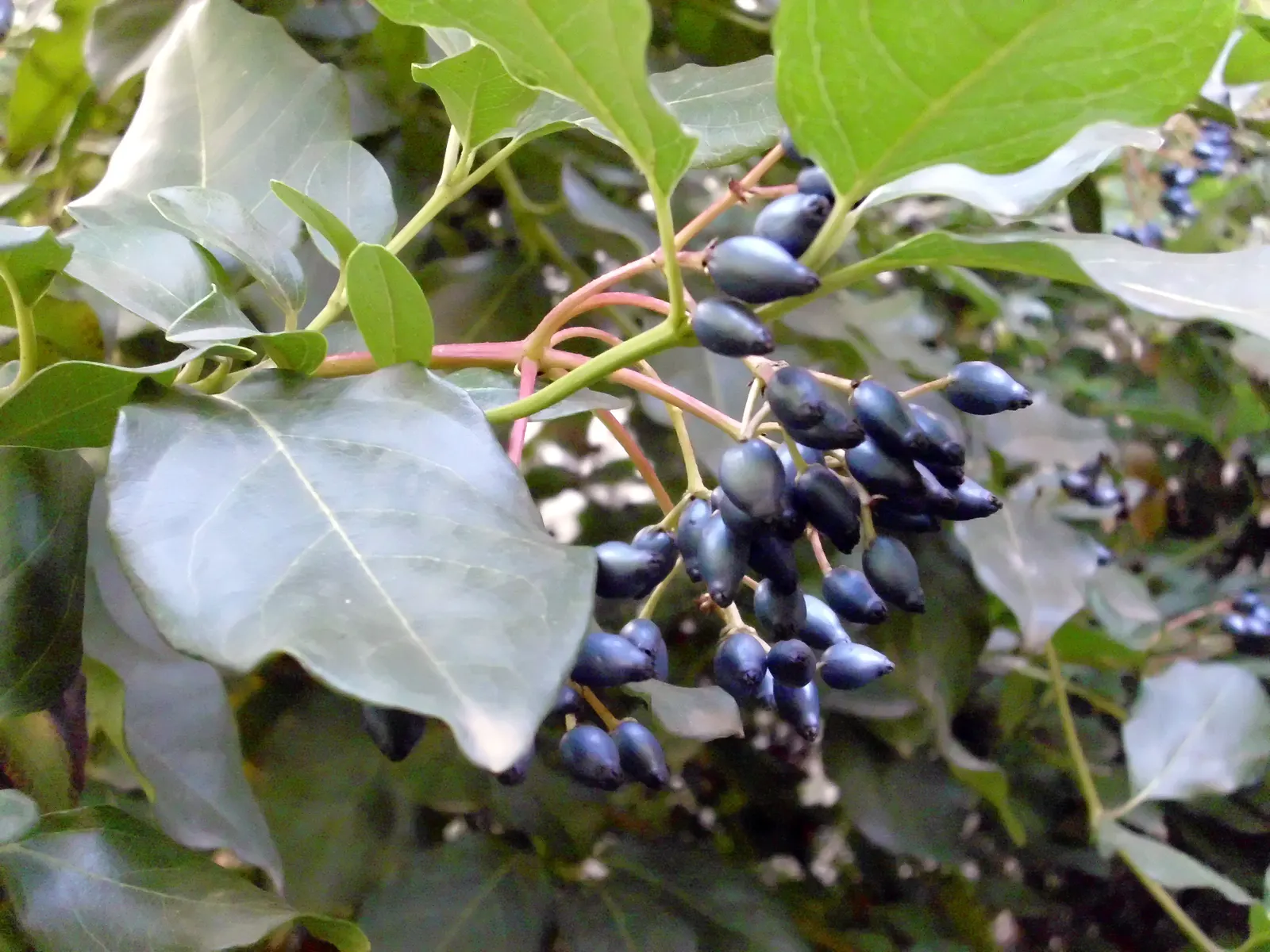 Laurestinus Viburnum (Viburnum Tinus) — ensure that Laurestinus Viburnum remains a favored choice for both seasoned and novice gardeners; white-to-light-pink