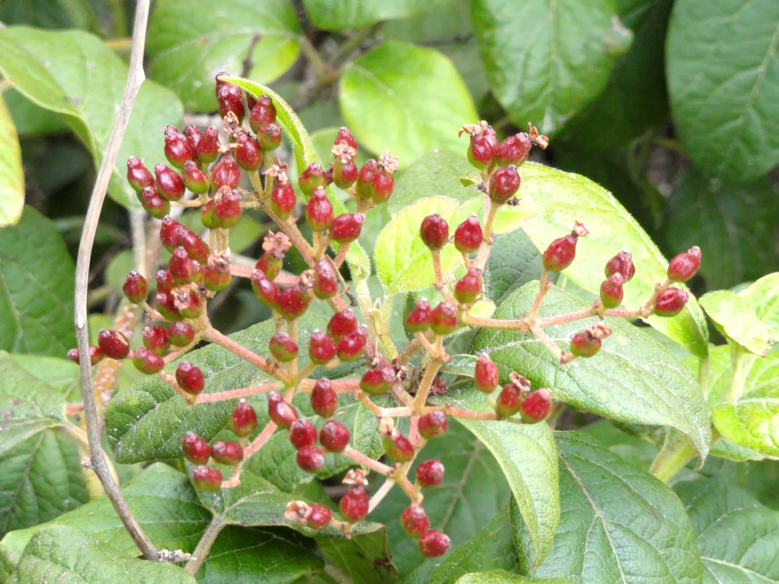 Laurestinus Viburnum (Viburnum Tinus) — Mature specimens reach up to 6-12 feet in height and spread equally wide; it thrives in full sun to partial, image 57