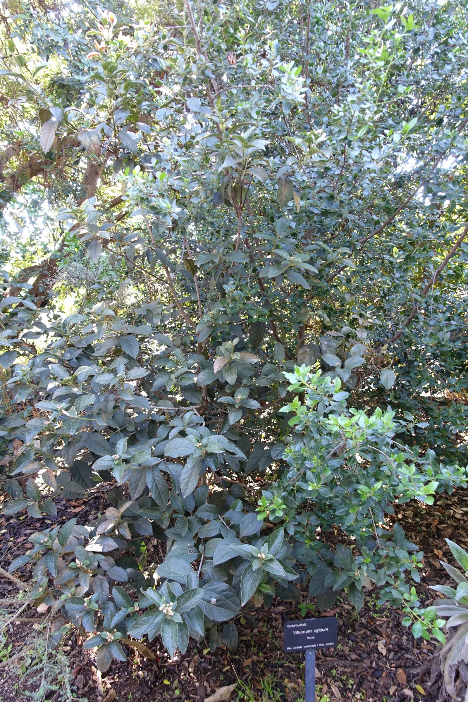 Laurestinus Viburnum (Viburnum Tinus) — Laurestinus Viburnum (Viburnum tinus) is an evergreen shrub that flourishes in zones 7 to 10; from late, image 55