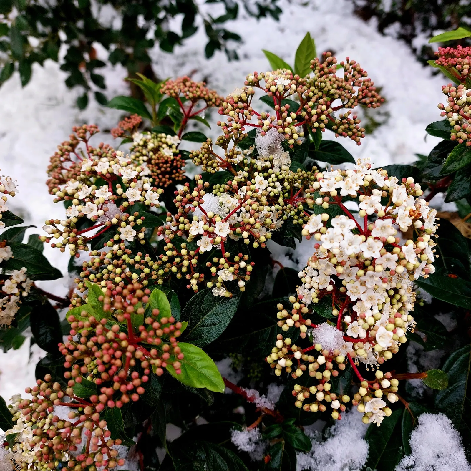 Laurestinus Viburnum (Viburnum Tinus) — From late winter to early spring; pink and white flowers in the garden