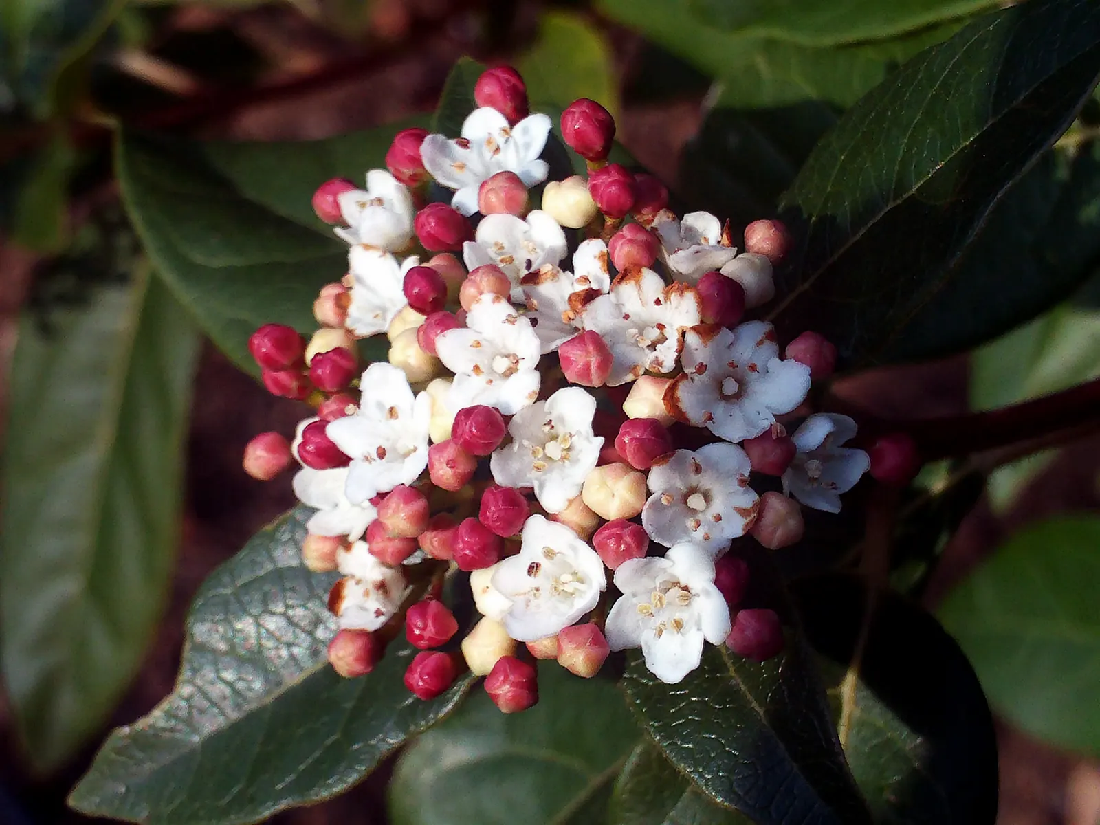 Laurestinus Viburnum (Viburnum Tinus) — offering year-round interest with its glossy leaves and seasonal blossoms; this robust plant offers a lush