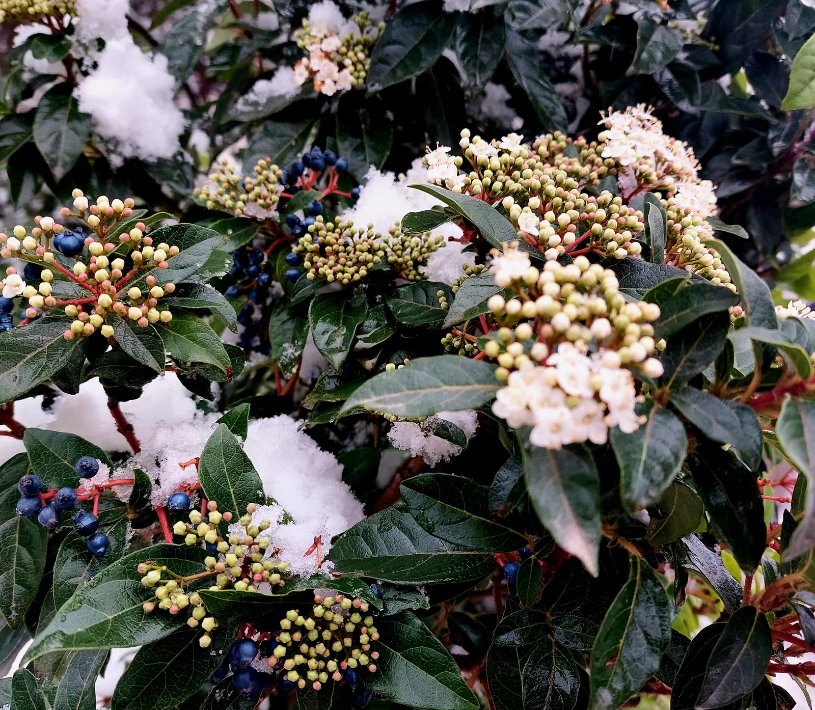 Laurestinus Viburnum (Viburnum Tinus) — Laurestinus Viburnum (Viburnum tinus) is an evergreen shrub that flourishes in zones 7 to 10