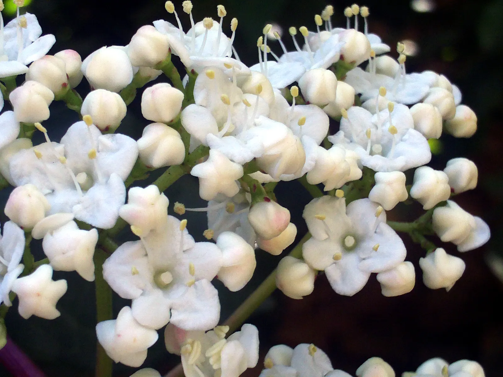 Laurestinus Viburnum (Viburnum Tinus) — Mature specimens reach up to 6-12 feet in height and spread equally wide