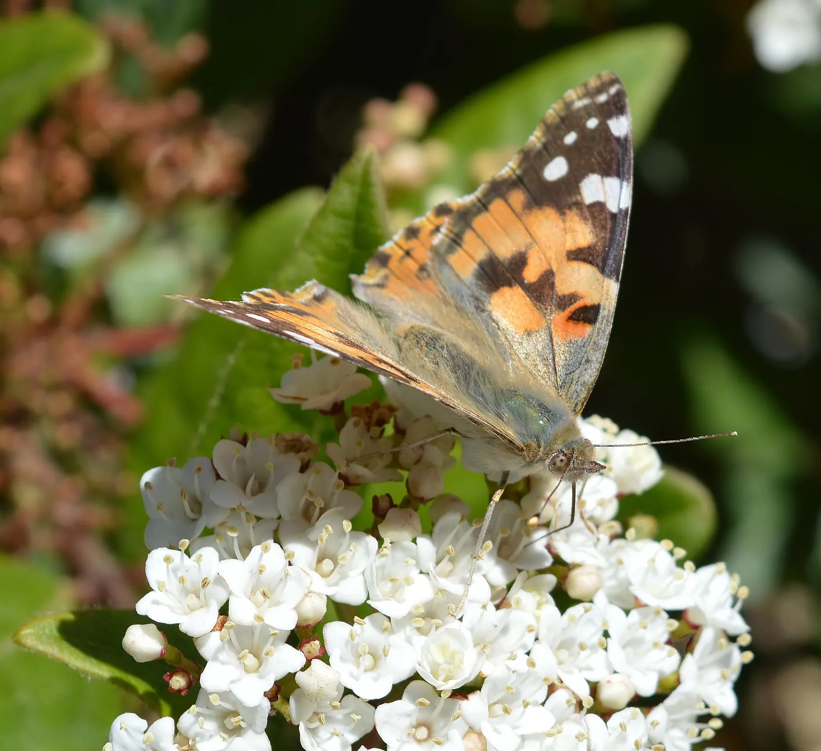 Laurestinus Viburnum (Viburnum Tinus) — white-to-light-pink flowers