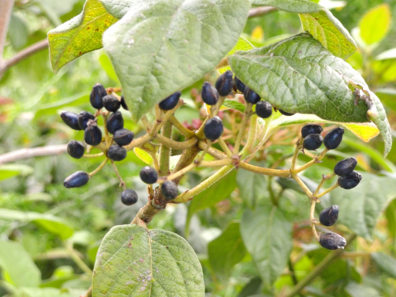 Laurestinus Viburnum (Viburnum Tinus) — From late winter into early spring, image 68