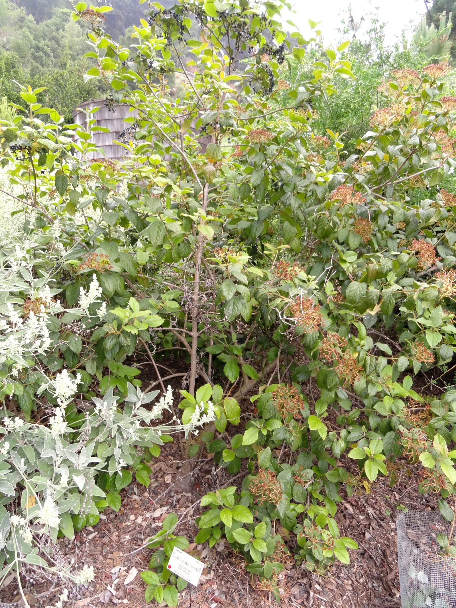 Laurestinus Viburnum (Viburnum Tinus) — followed by blue-black berries; glossy leaves of the Viburnum tinus are leathery in texture and measure, image 60