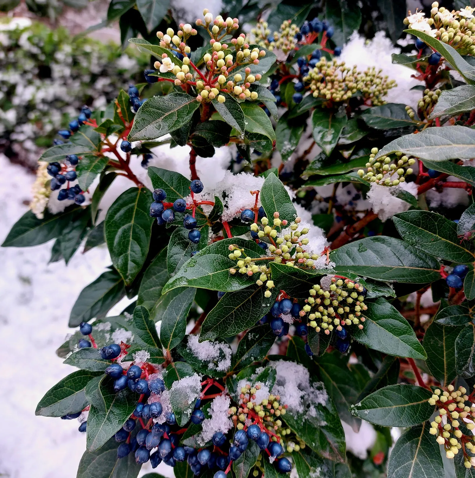 Laurestinus Viburnum (Viburnum Tinus) — This versatile plant thrives in full sun to partial shade and requires well-drained soil; this plant is relatively