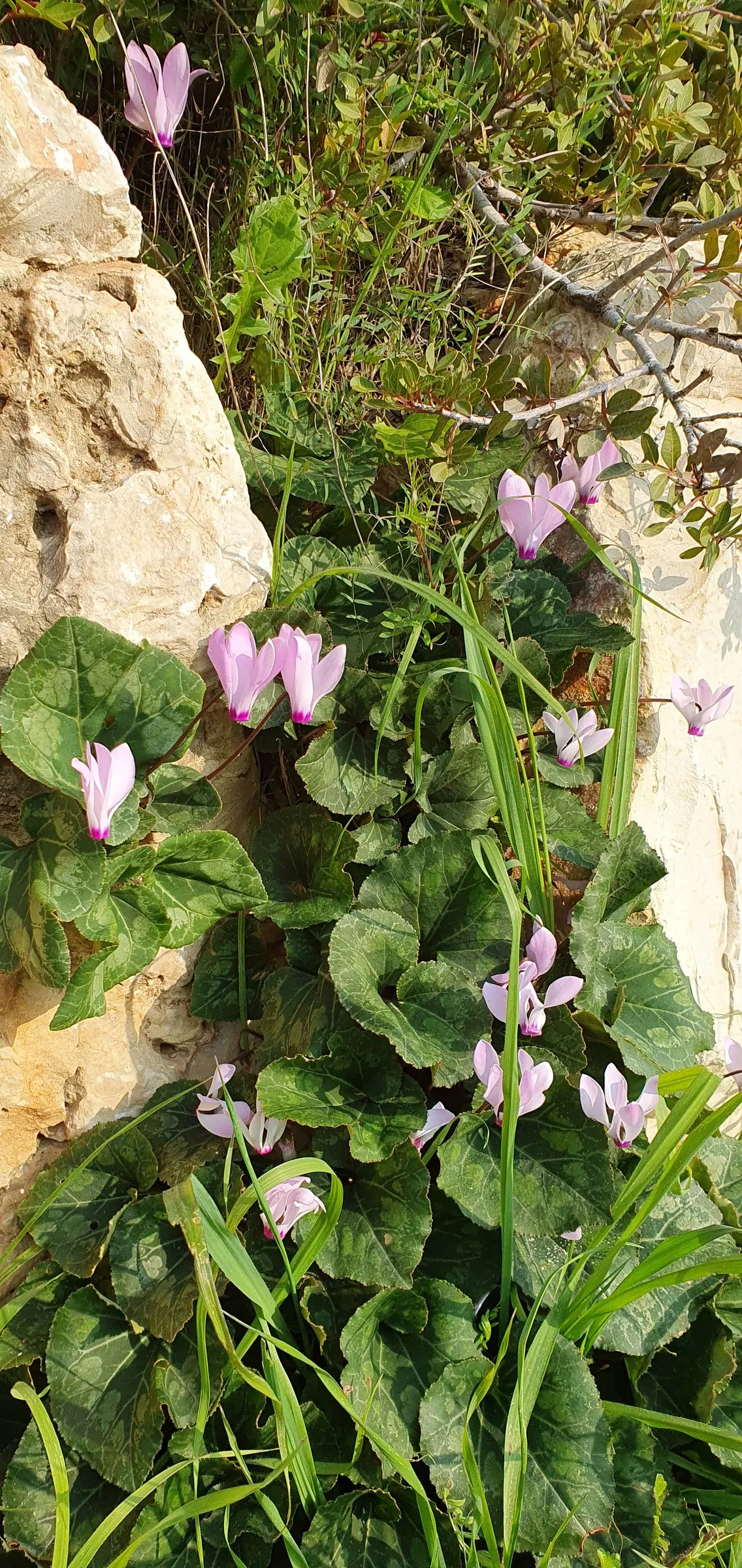 Florists' Cyclamen (Cyclamen Persicum) — perennial for deep shade or shade; it is recommended to either overwinter the plants indoors or treat them, image 84