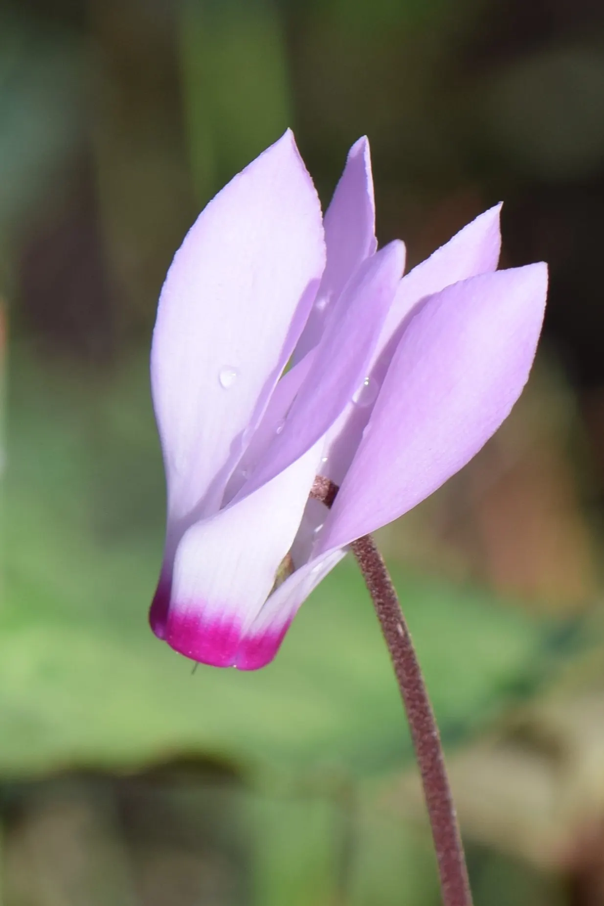 Florists' Cyclamen (Cyclamen Persicum) — perennial for deep shade or shade; it is recommended to either overwinter the plants indoors or treat them as seasonal