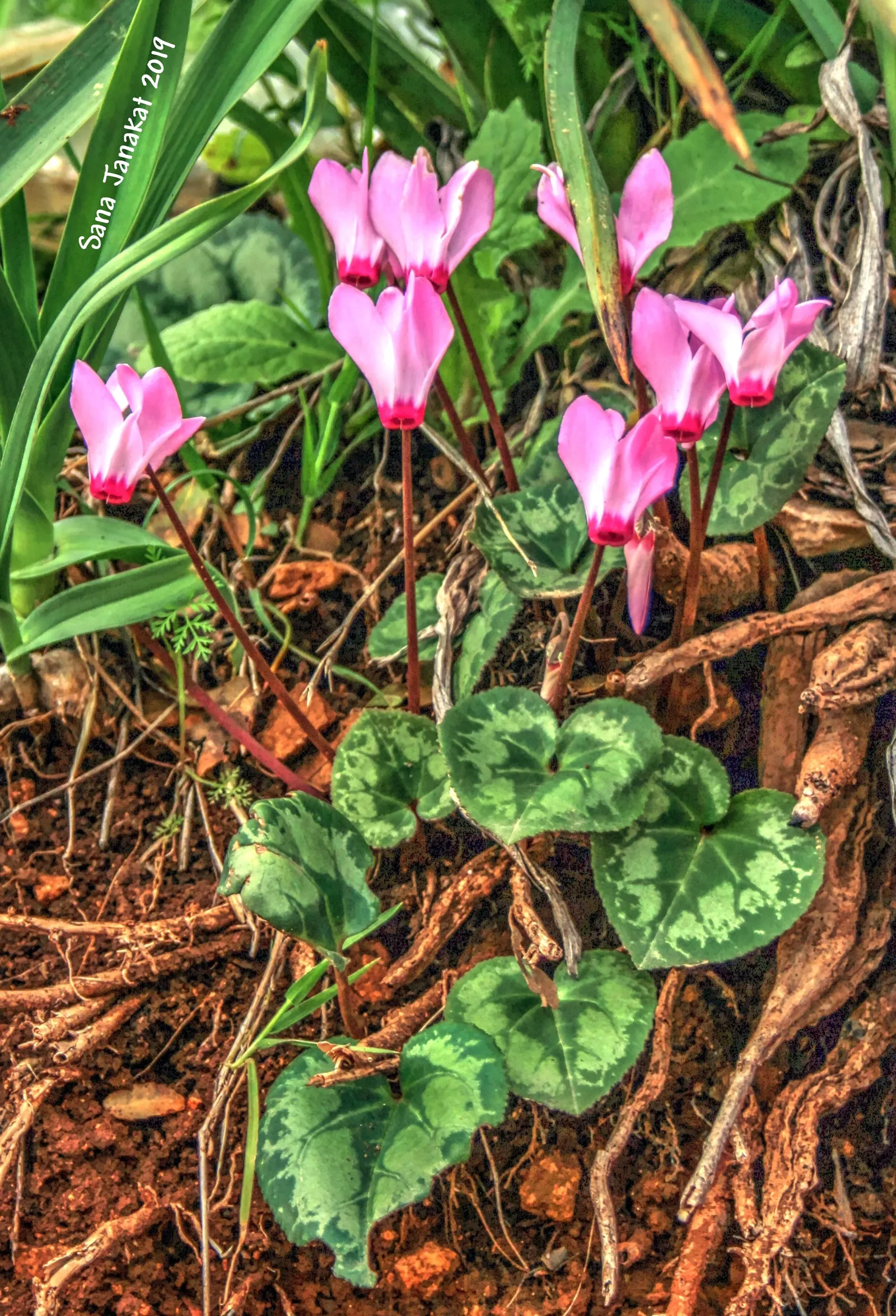 Florists' Cyclamen (Cyclamen Persicum) — offers a charming addition to any garden with its vibrant blooms and decorative foliage; to ensure optimal growth