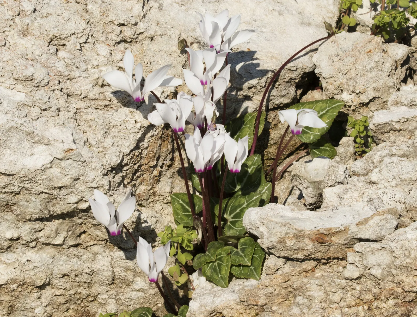 Florists' Cyclamen (Cyclamen Persicum) — Regularly deadhead spent flowers to encourage further blooming and ensure a tidy appearance; to ensure, image 103