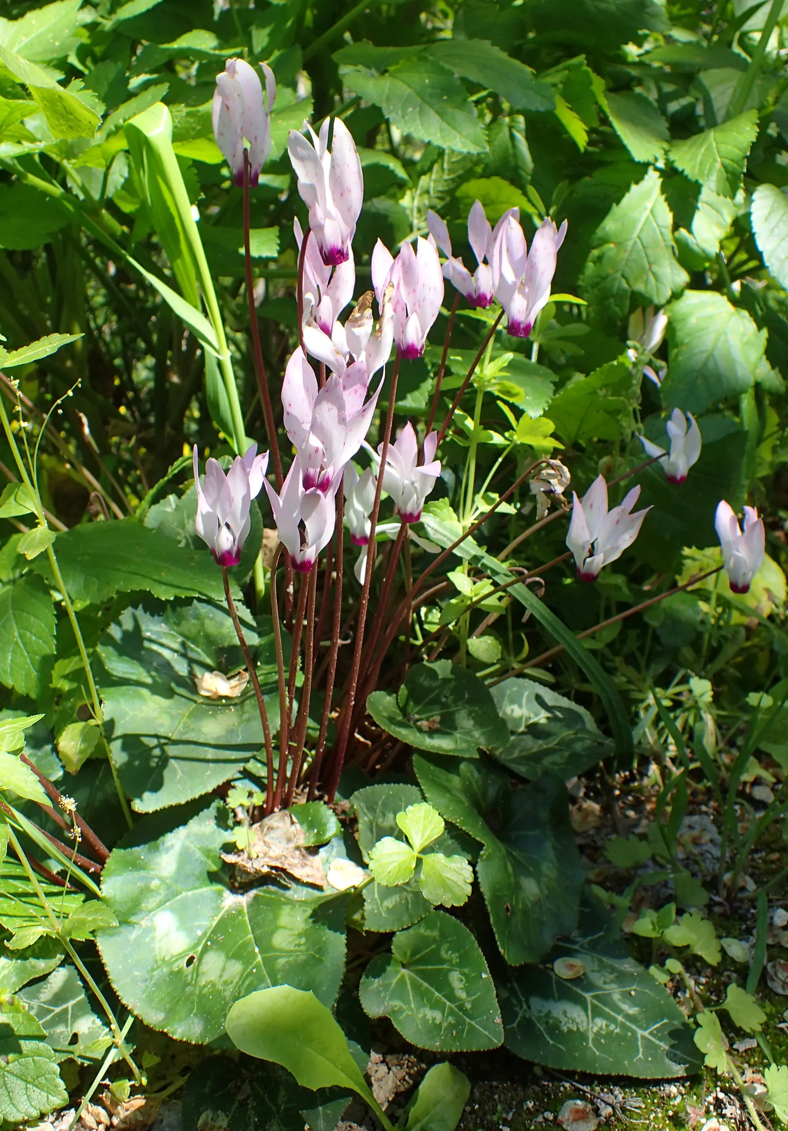 Florists' Cyclamen (Cyclamen Persicum) — flourishing in cooler climates and preferring temperatures between 40°F to 68°F; to ensure optimal growth