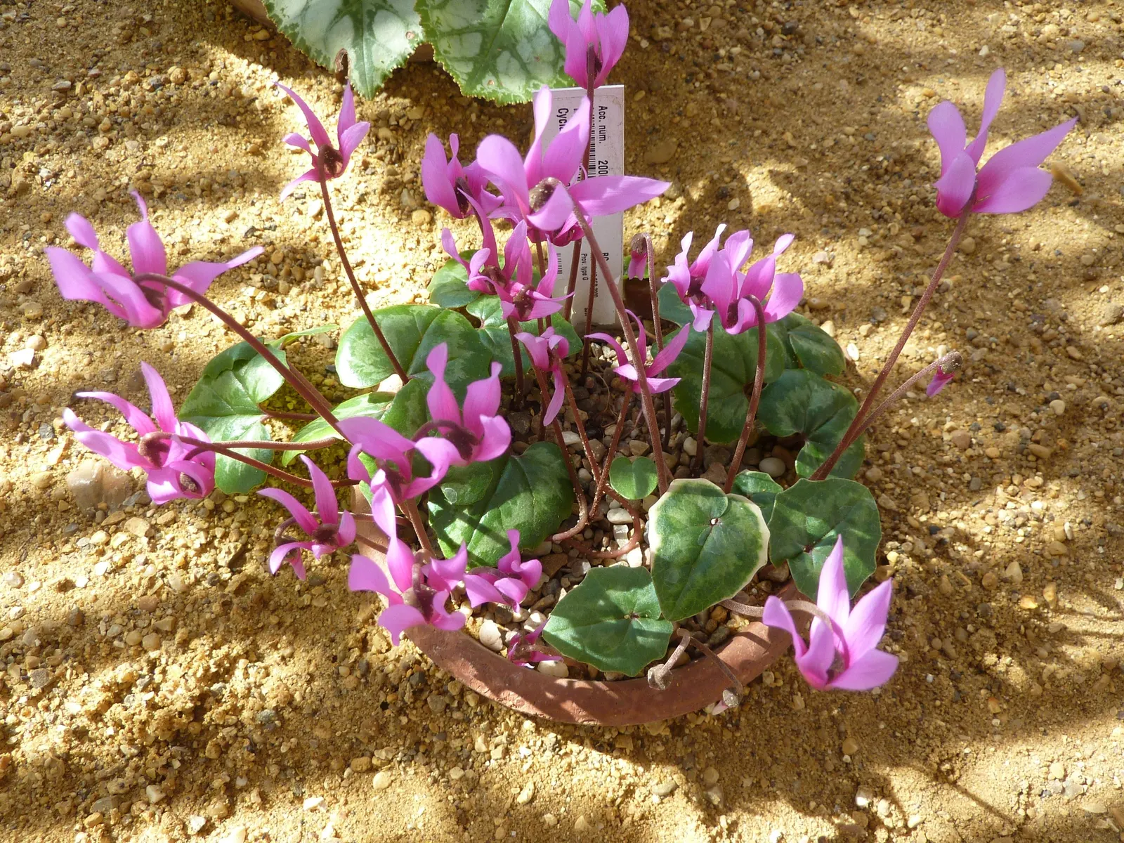 Florists' Cyclamen (Cyclamen Persicum) — This plant's compact size makes it ideal for grouped plantings, rock gardens, or as a vivacious border