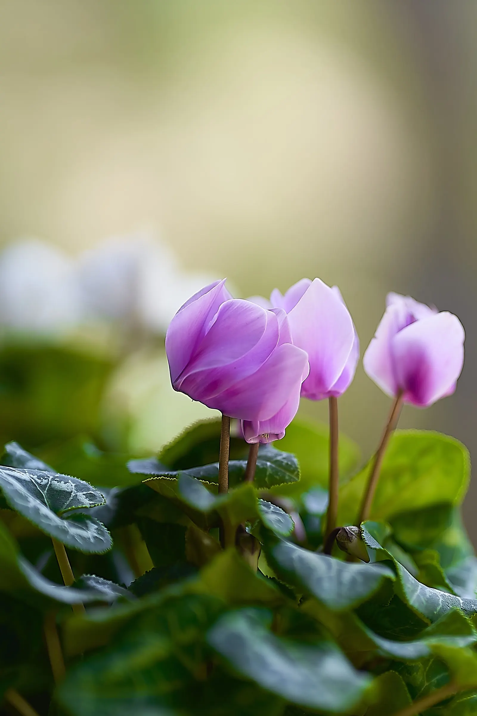Florists' Cyclamen (Cyclamen Persicum) — This herbaceous perennial is appreciated for its ornamental value; it is recommended to either overwinter, image 92