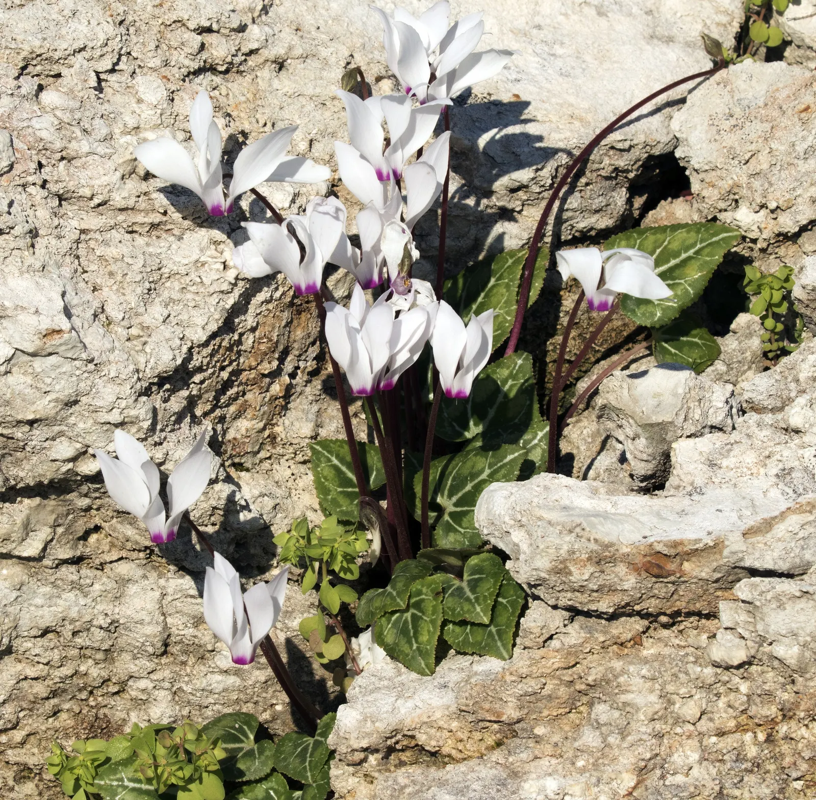 Florists' Cyclamen (Cyclamen Persicum) — This herbaceous perennial is appreciated for its ornamental value; it is recommended to either overwinter, image 64