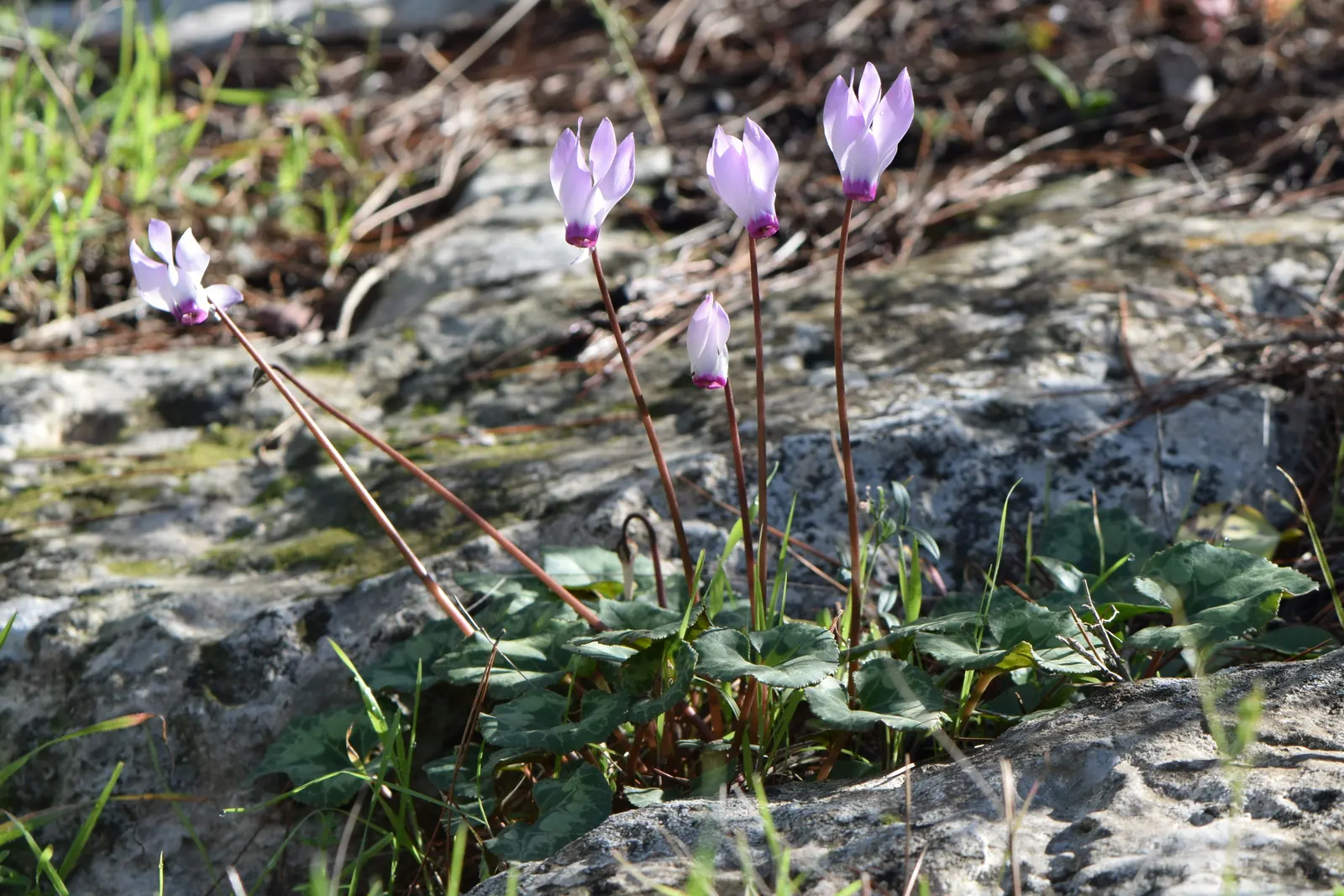 Florists' Cyclamen (Cyclamen Persicum) — Use in borders or as a charming container specimen; hardy in USDA zones 9-11, it provides striking color, image 61