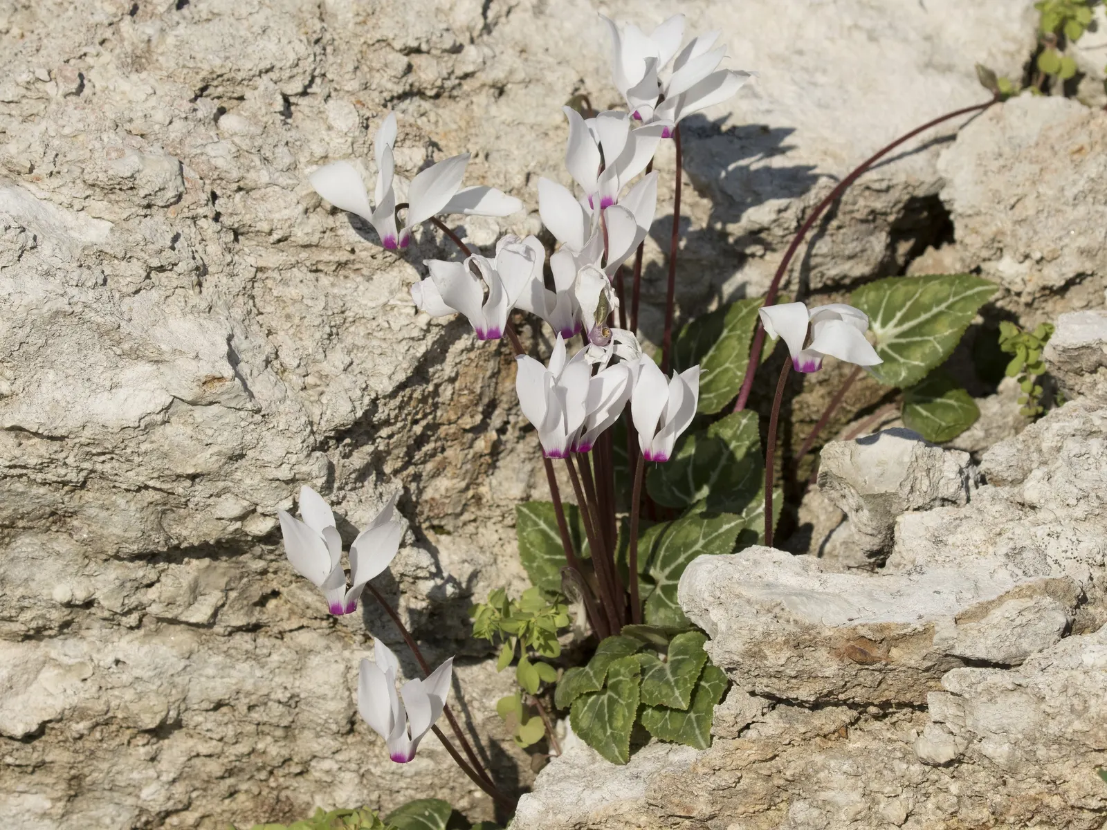 Florists' Cyclamen (Cyclamen Persicum) — offers a charming addition to any garden with its vibrant blooms and decorative foliage; to ensure optimal, image 91