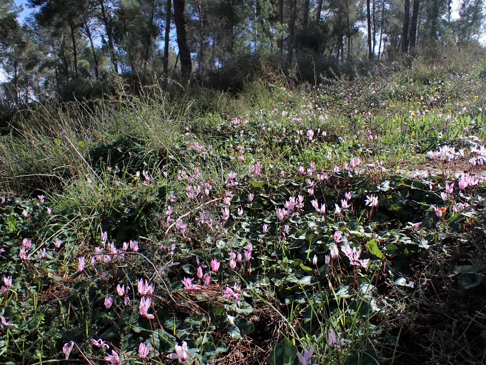 Florists' Cyclamen (Cyclamen Persicum) — it is often treated as an annual or a houseplant; to ensure optimal growth, maintain evenly moist, but not, image 79