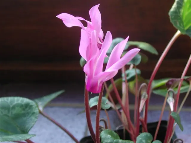 Florists' Cyclamen (Cyclamen Persicum) — away from direct midday sun; hardy in USDA zones 9-11, it provides striking color when most plants are, image 101