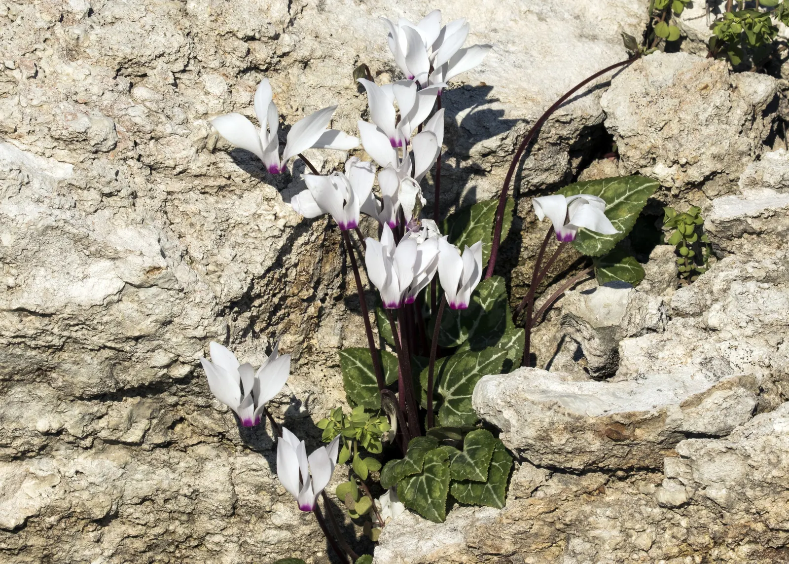 Florists' Cyclamen (Cyclamen Persicum) — and white; each petal elegantly reflexes back; it is recommended to either overwinter the plants indoors, image 72