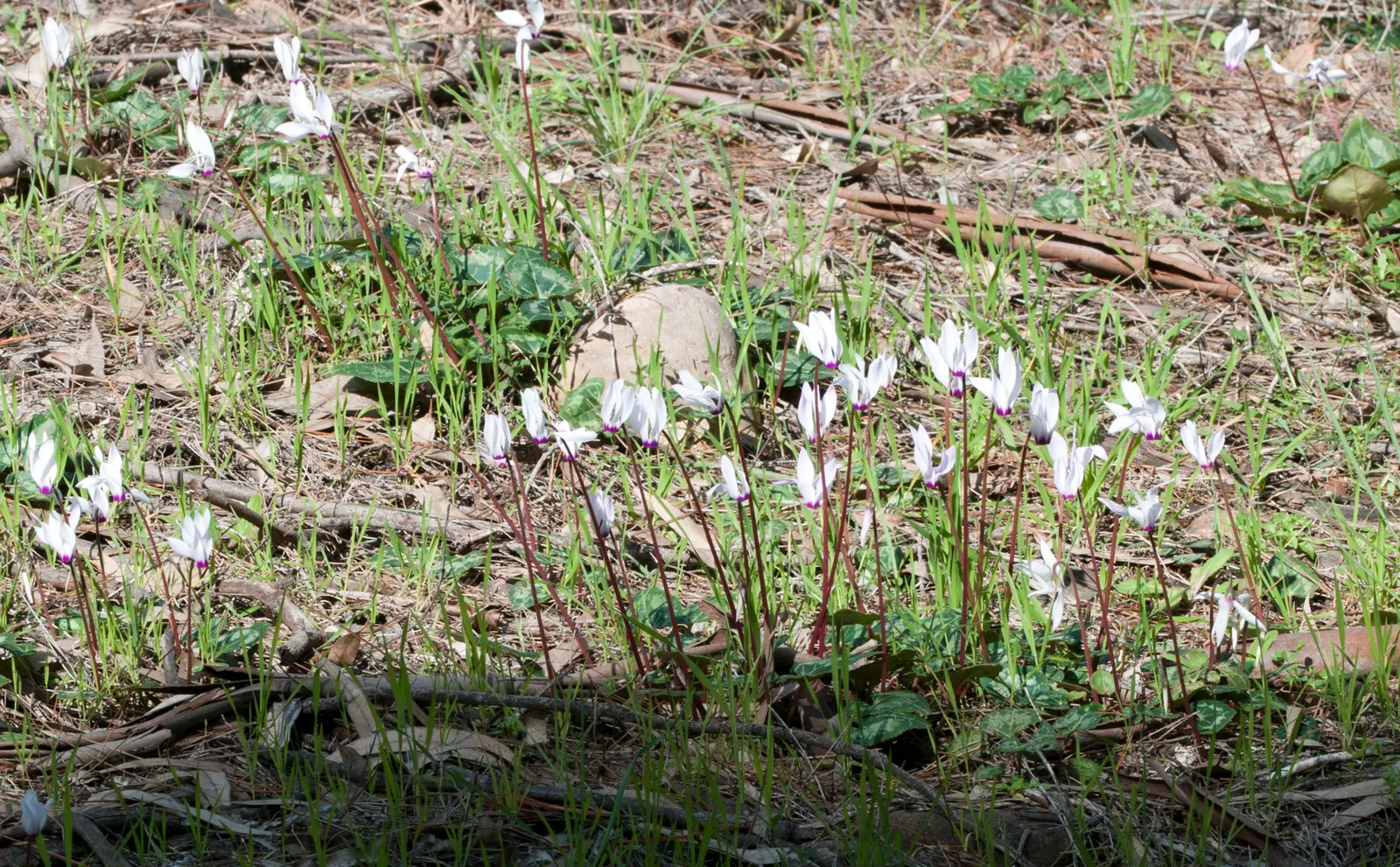 Florists' Cyclamen (Cyclamen Persicum) — scientifically known as Cyclamen persicum