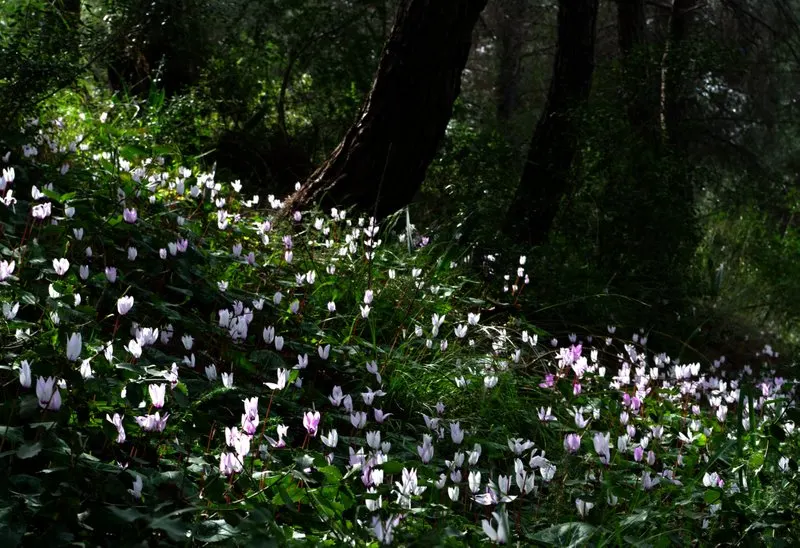 Florists' Cyclamen (Cyclamen Persicum) — pink flowers in the garden; flourishing in cooler climates and preferring temperatures between 40&deg;F to 68&deg;F
