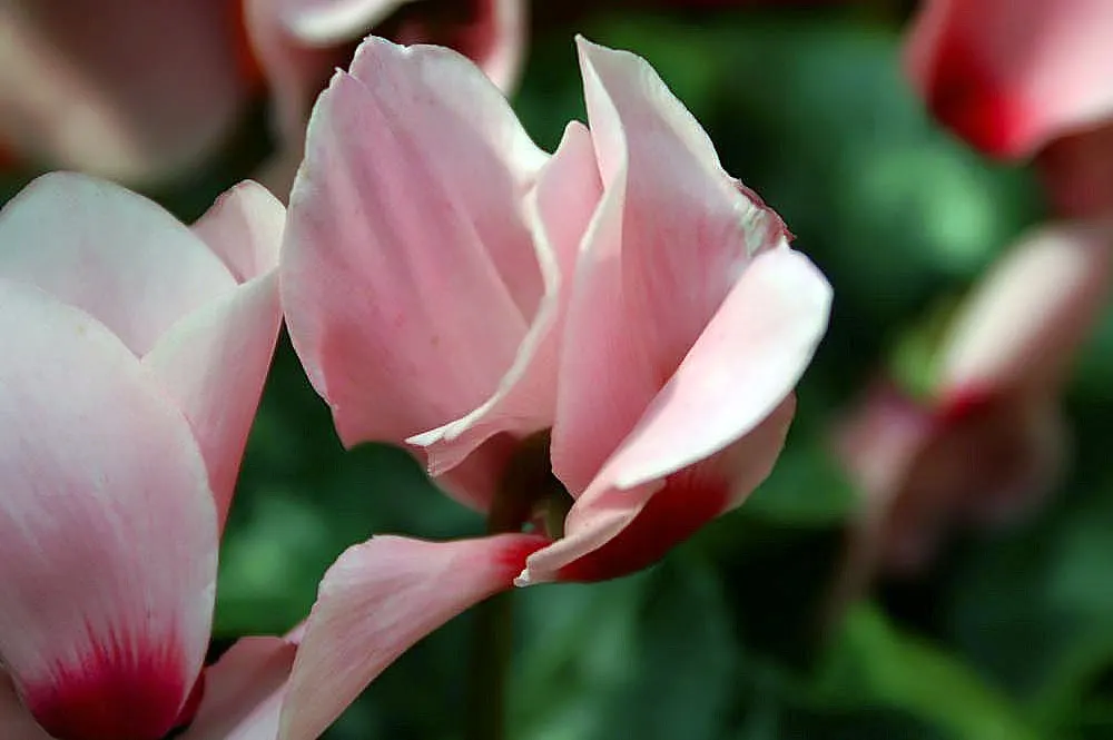 Florists' Cyclamen (Cyclamen Persicum) — pink flowers in the garden