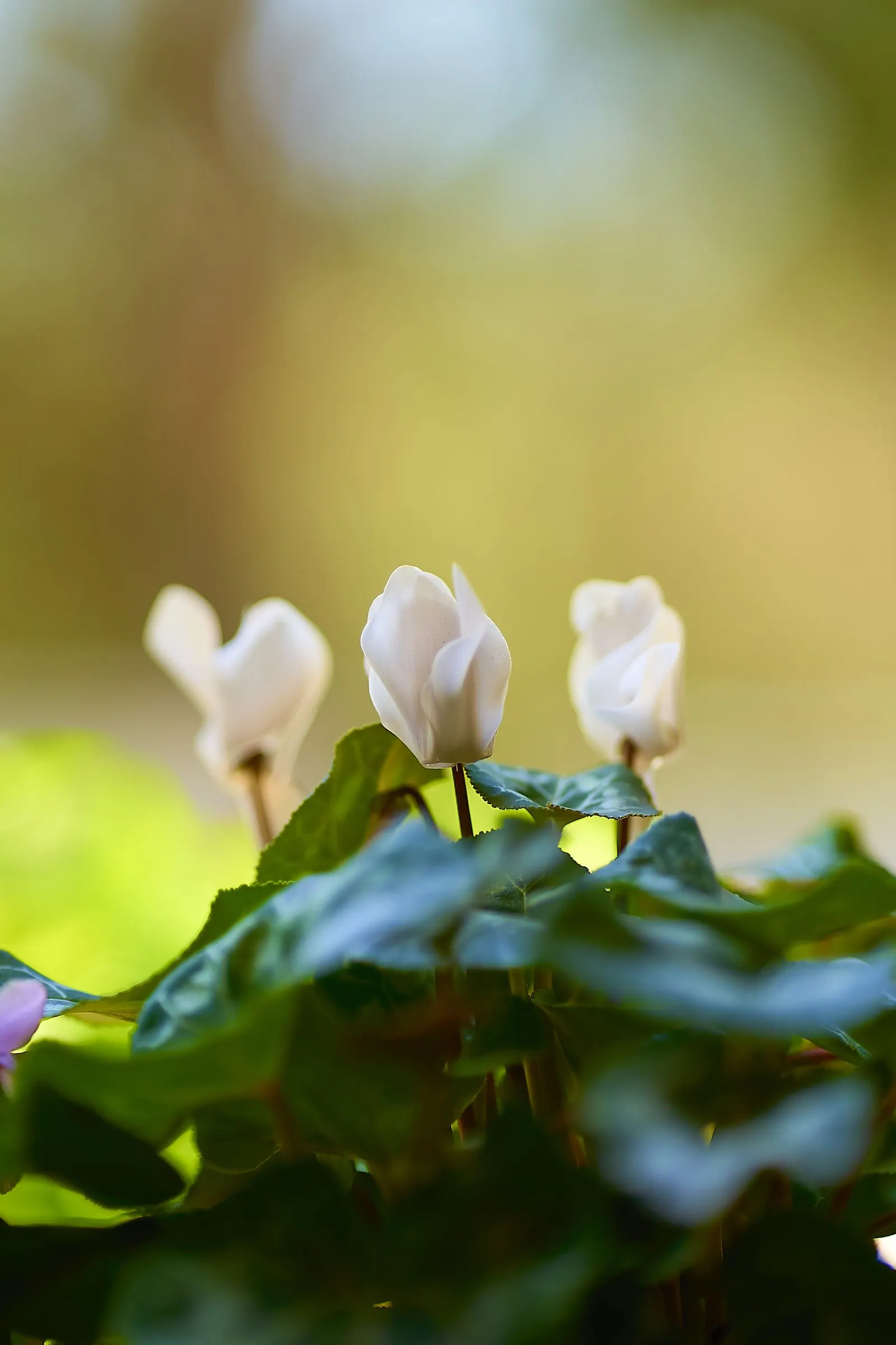 Florists' Cyclamen (Cyclamen Persicum) — and white; each petal elegantly reflexes back; it is recommended to either overwinter the plants indoors, image 100