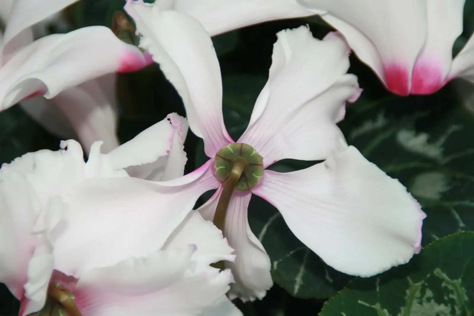 Florists' Cyclamen (Cyclamen Persicum) — and white; each petal elegantly reflexes back