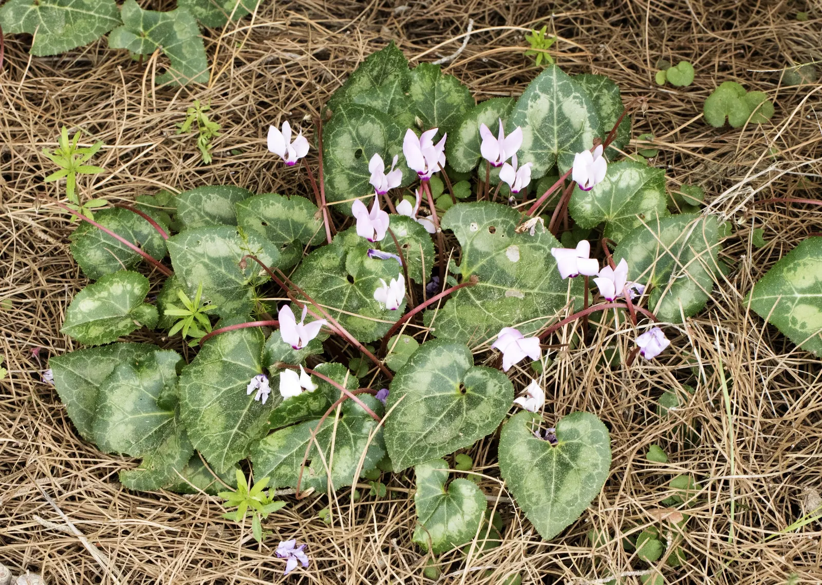 Florists' Cyclamen (Cyclamen Persicum) — This plant's compact size makes it ideal for grouped plantings, rock gardens, or as a vivacious border; it is