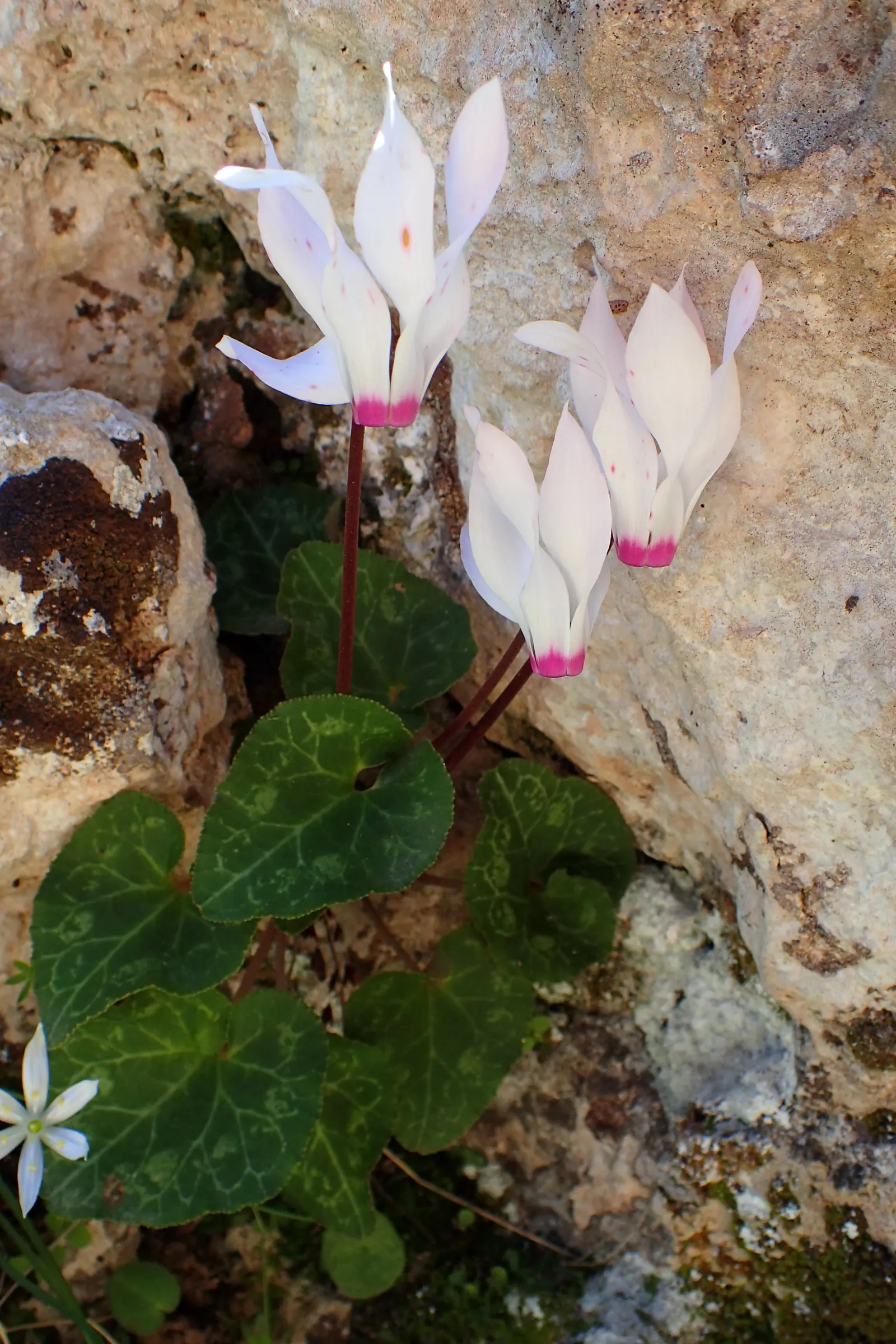 Florists' Cyclamen (Cyclamen Persicum) — offers a charming addition to any garden with its vibrant blooms and decorative foliage; to ensure optimal, image 63