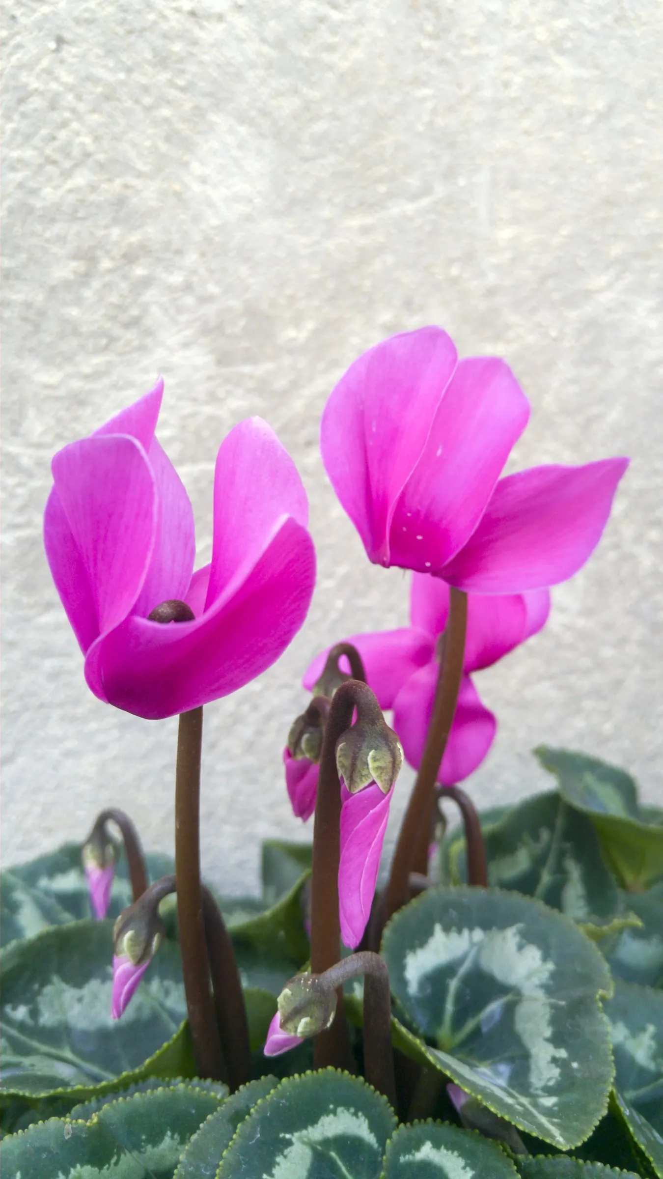 Florists' Cyclamen (Cyclamen Persicum) — it is often treated as an annual or a houseplant