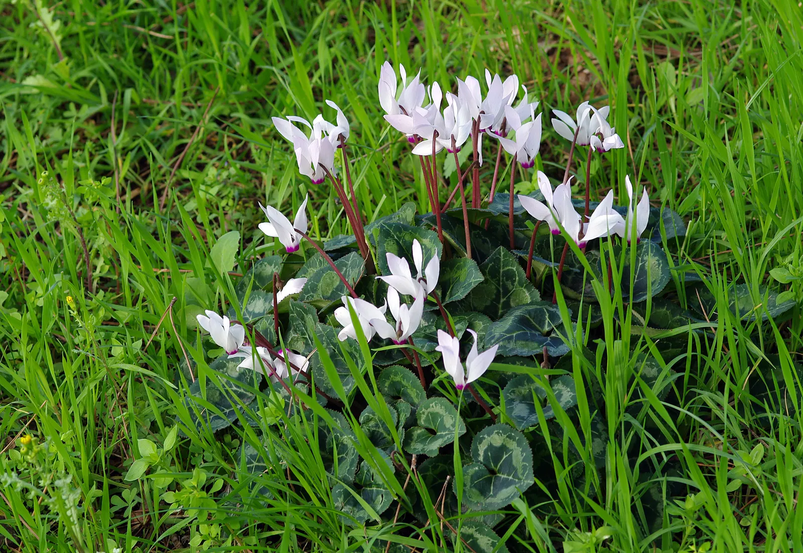 Florists' Cyclamen (Cyclamen Persicum) — During its blooming season; it is recommended to either overwinter the plants indoors or treat them as, image 68