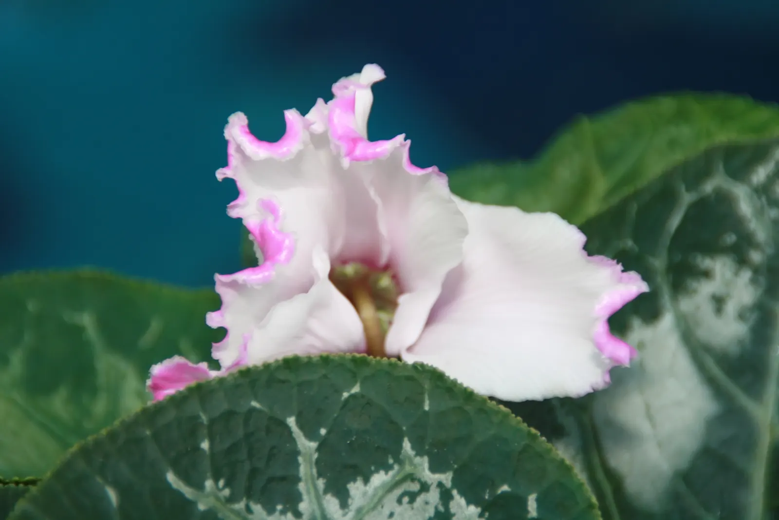 Florists' Cyclamen (Cyclamen Persicum) — typically reaching a modest height of 6 to 9 inches with a similar spread; hardy in USDA zones 9-11, it provides
